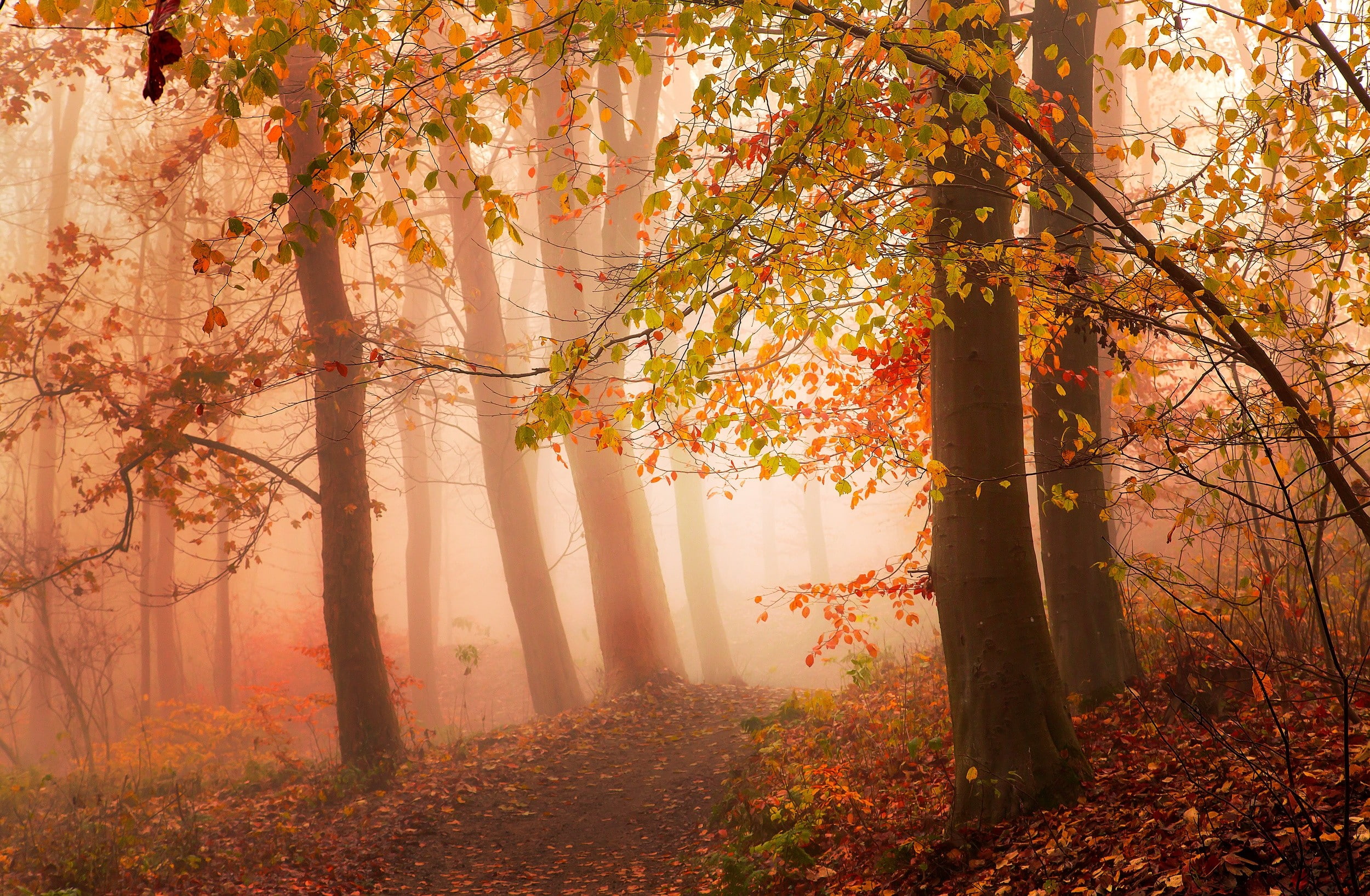 red, autumn collection, day, nature, tranquility, fall, orange color, morning, atmosphere, plant part, tranquil scene, growth, tree, path, forest, woodland, HD Wallpaper