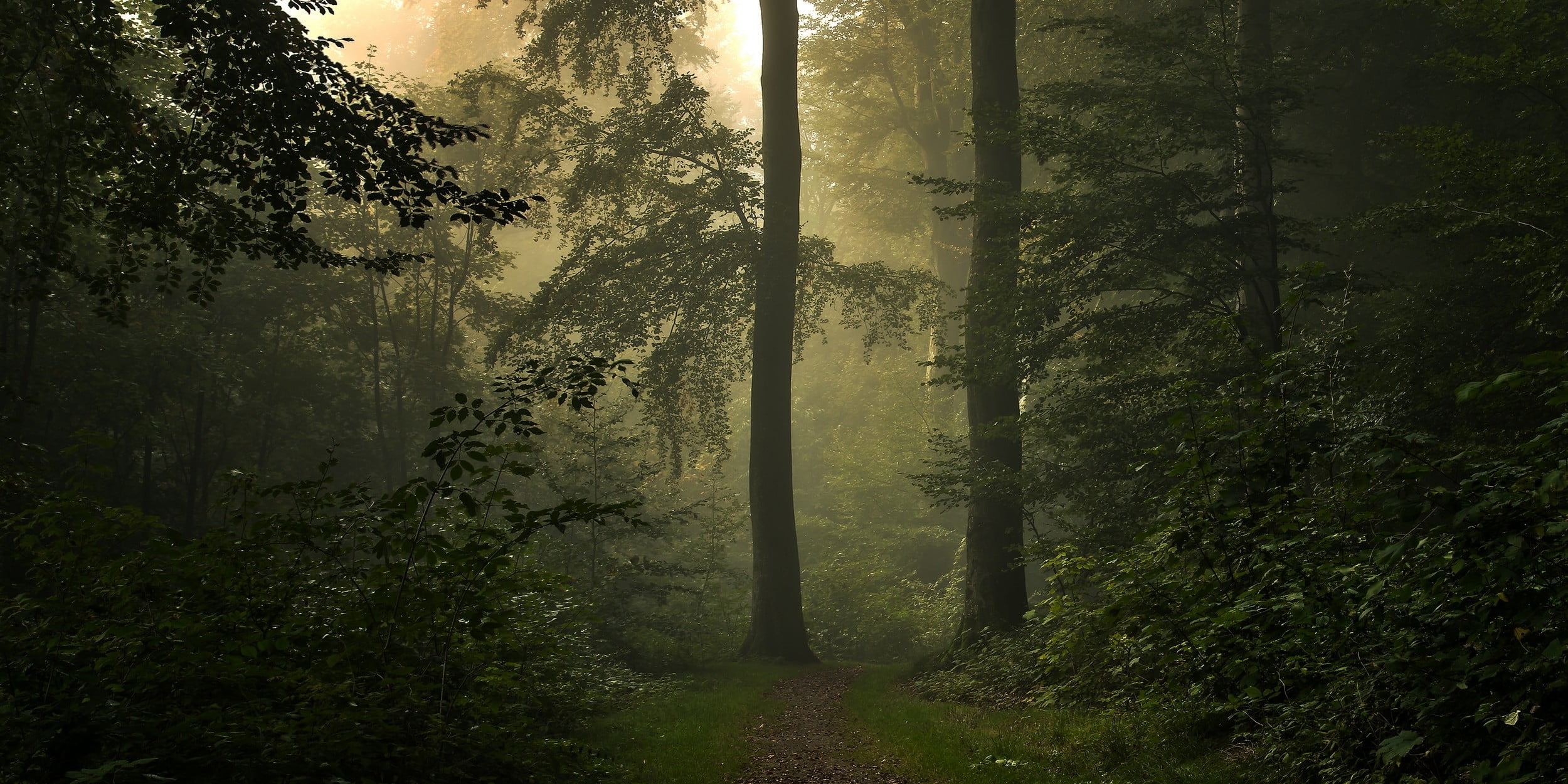 dirt, nature, trees, no people, hazy, plant, beauty in nature, landscape, tranquil scene, mist, tall, trunk, streaming, tree, idyllic, Denmark, grass, outdoors, HD Wallpaper