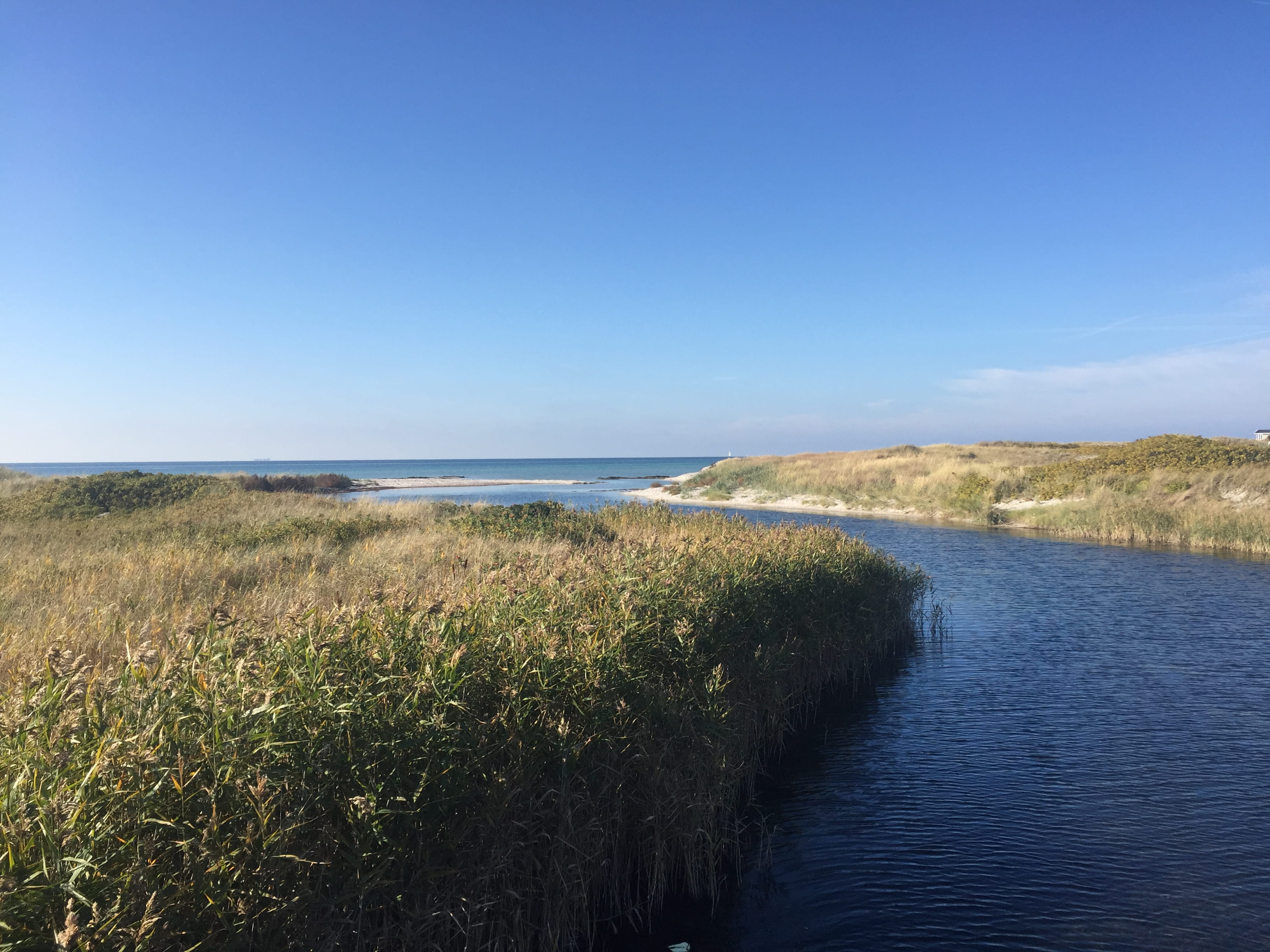 horizon, scandinavia, grass, dunes, day, non-urban scene, tranquil scene, sky, seaside, falsterbo, horizon over water, beauty in nature, sea, plant, 2K, HD Wallpaper