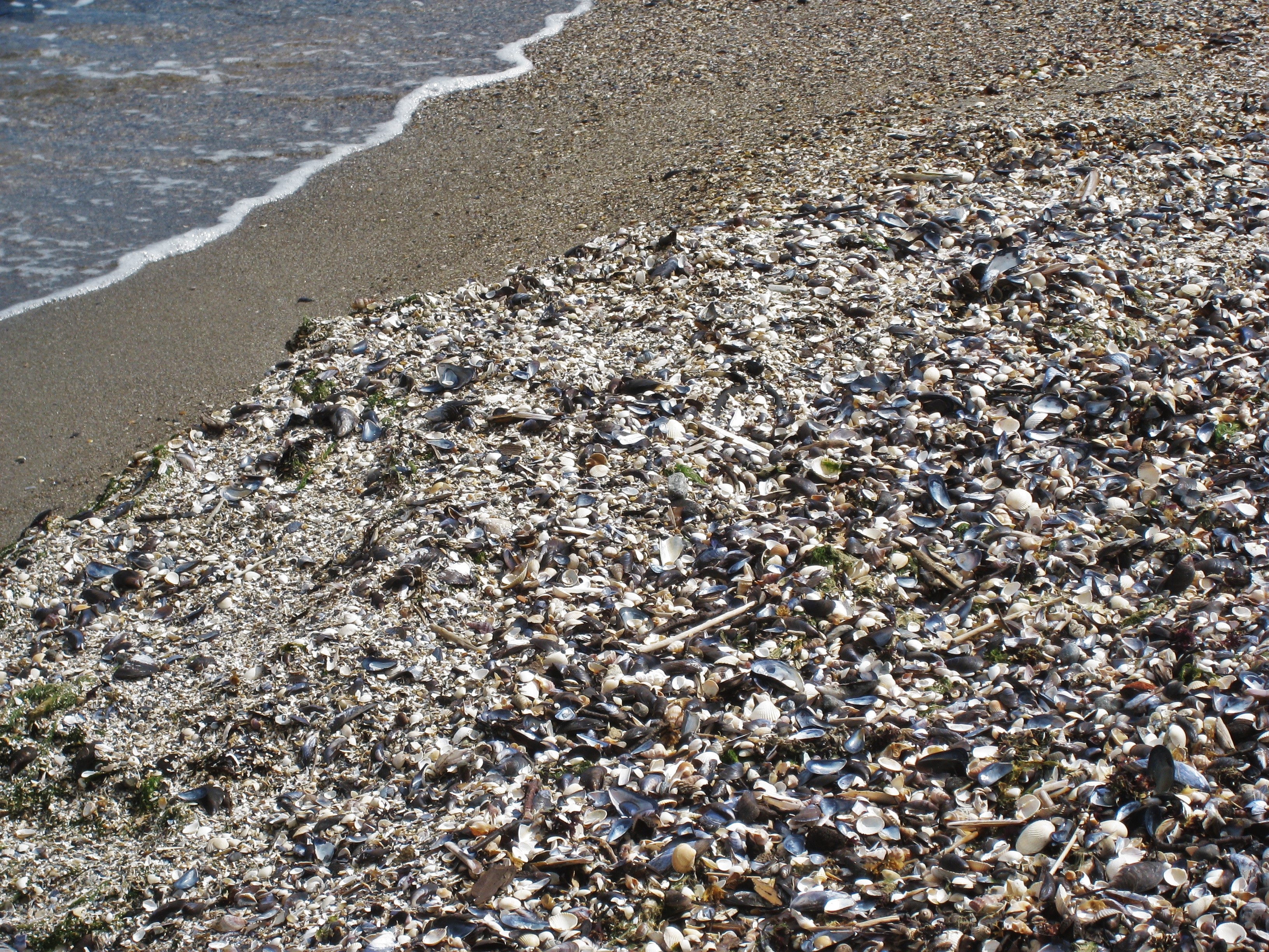 denmark, nature, land, beach landscape, rock, no people, baltic clams, solid, small shells, shell beach, shell, sea, tranquility, sea animals, kattegat, HD Wallpaper