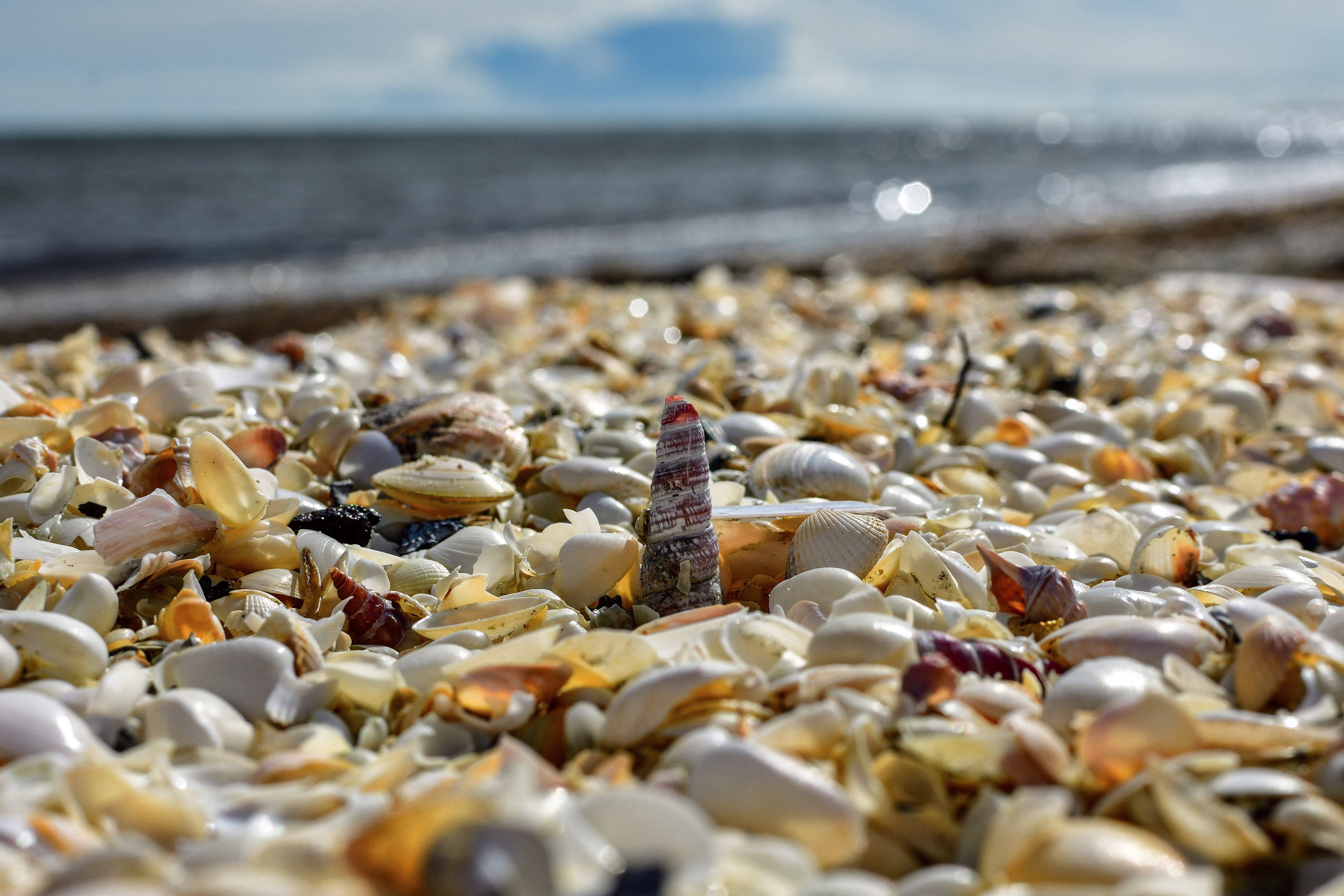 close, nature, shell, sea, beach, northern germany, surface level, seashell, selective focus, kattegat, no people, coast, pebble, animal, horizon over water, HD Wallpaper