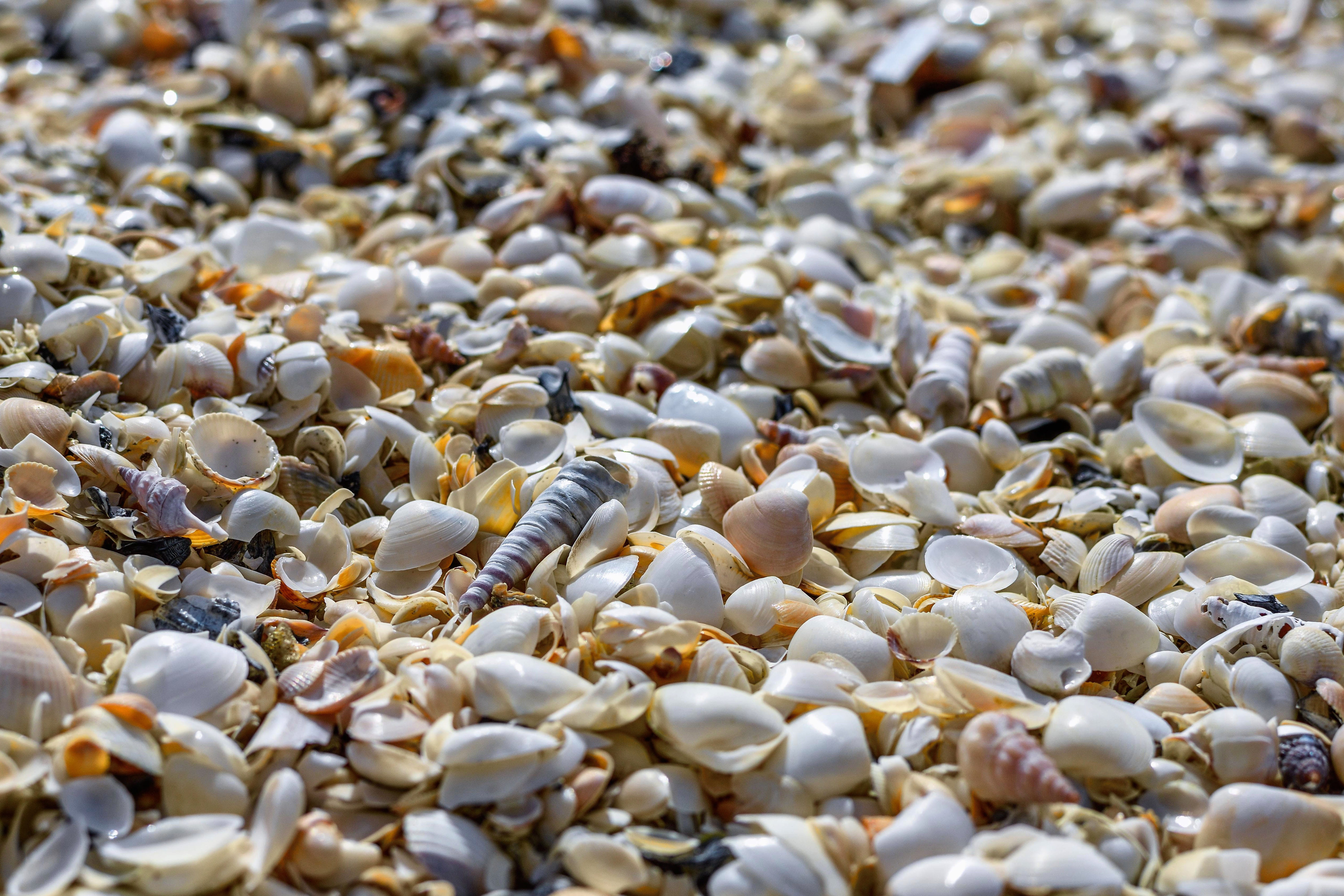 summer, coast, animal shell, water, beach, bank, still life, animal, seashell, kattegat, shell, 5K, mussels, vacations, sea, high angle view, large group of objects, HD Wallpaper