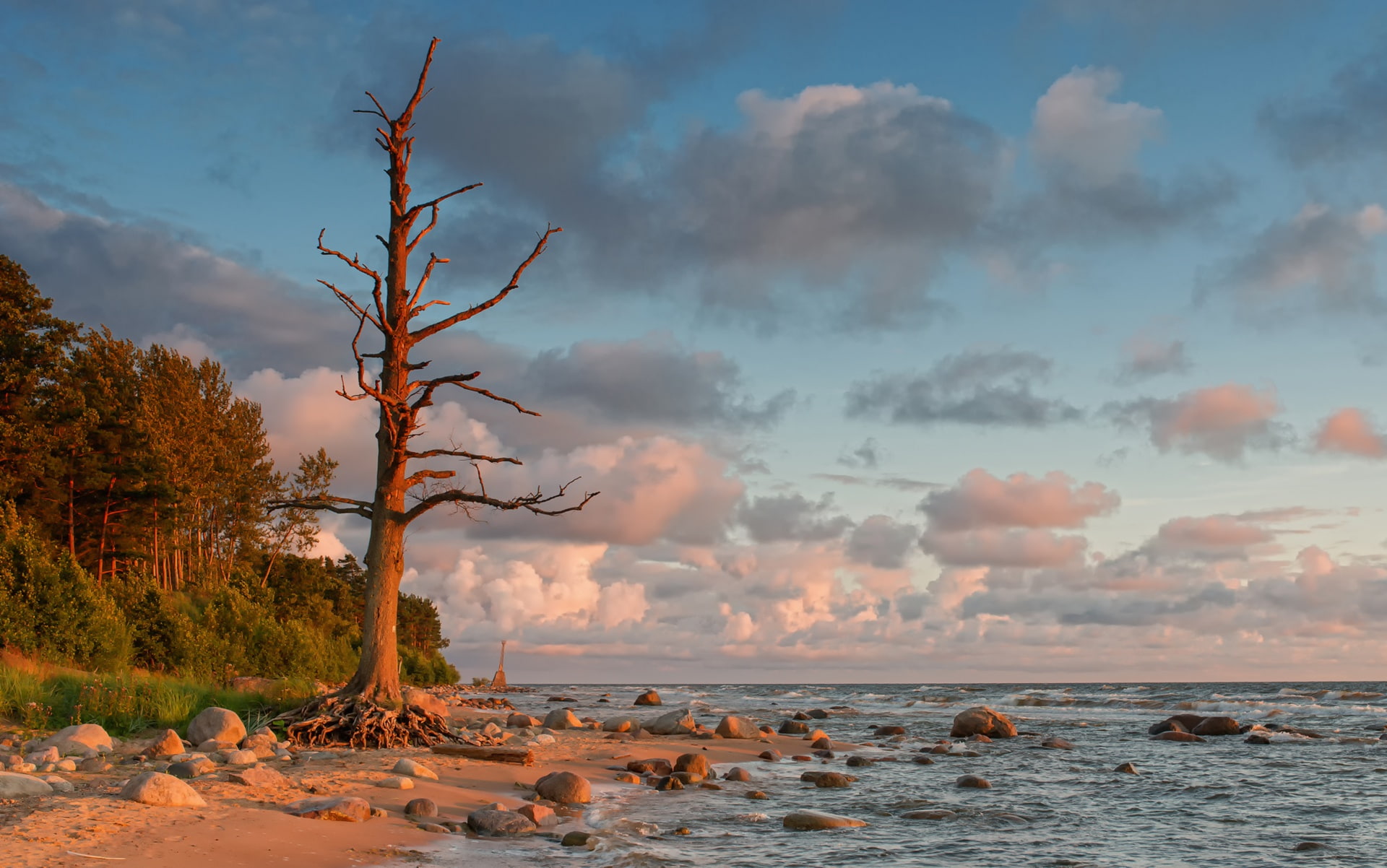 The Baltic sea, shore, 1080P, tree, Latvia, HD Wallpaper