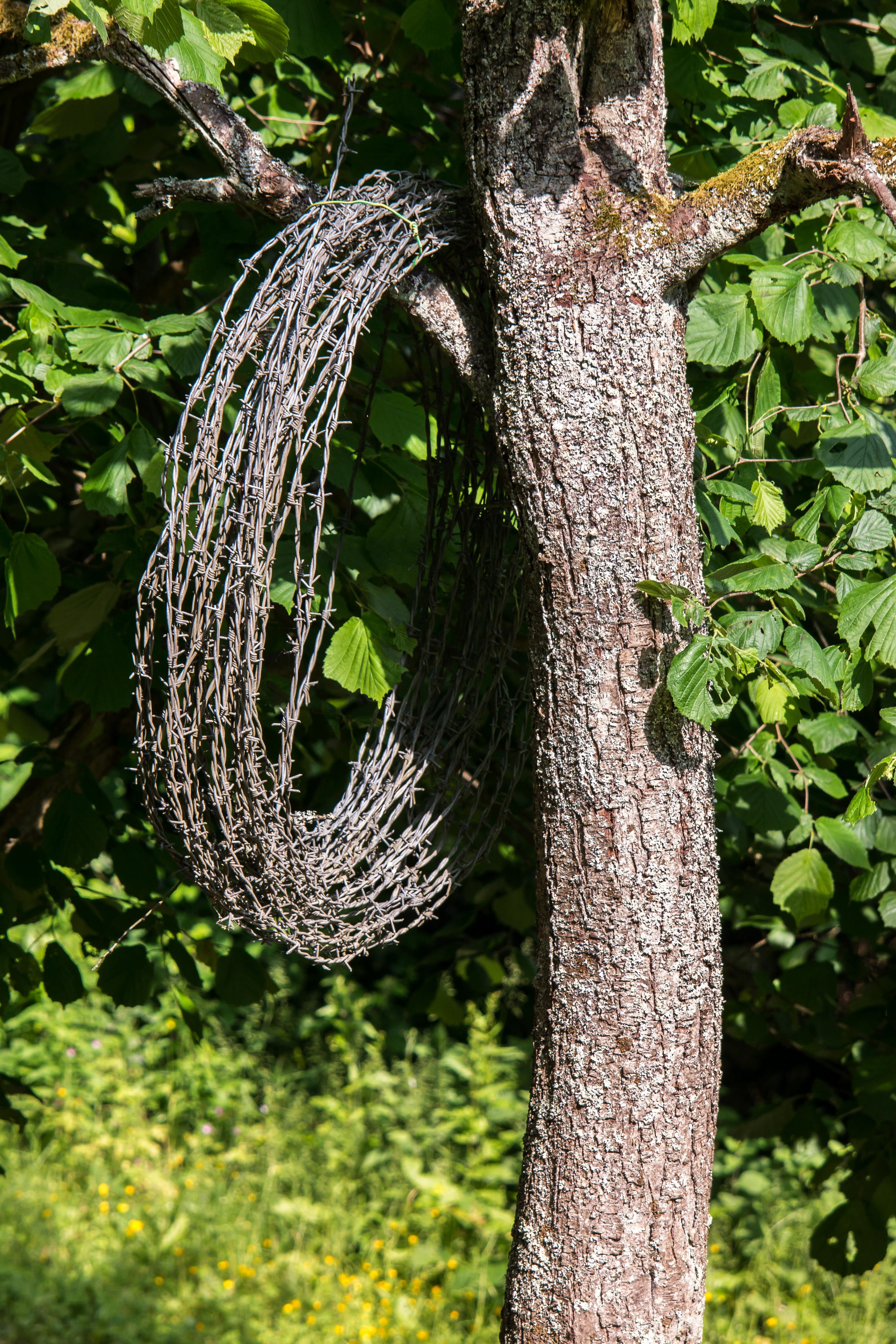 4K, no people, outdoors, plant part, barbed wire roll, day, tranquility, focus on foreground, suspension, plant, textured, branch, iron roll, fixing, wire, Phone HD Wallpaper