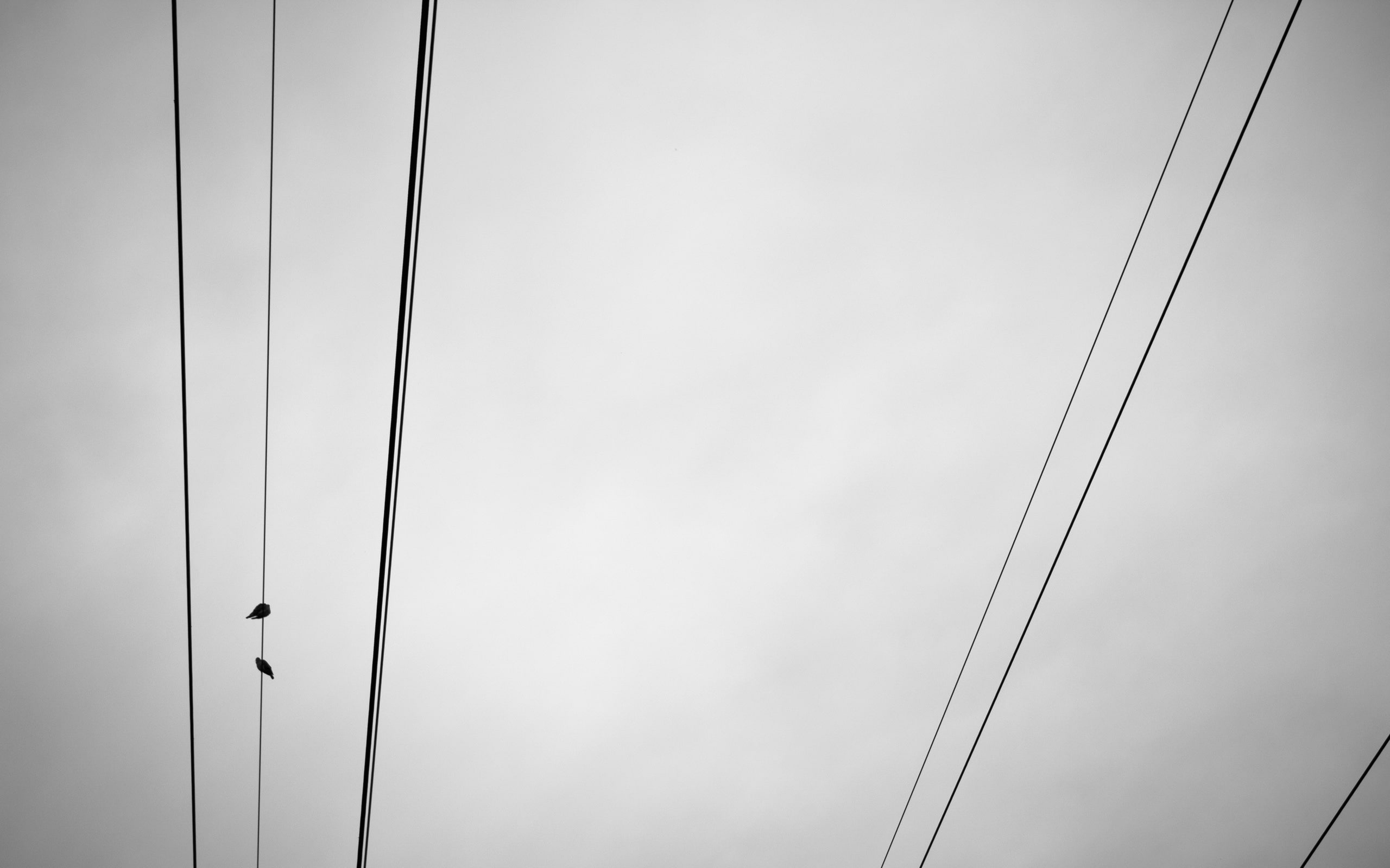 minimalism, animals in the wild, low angle view, steel Cable, the sky, suspension Bridge, animal themes, telephone line, steel, black And White, perching, HD Wallpaper
