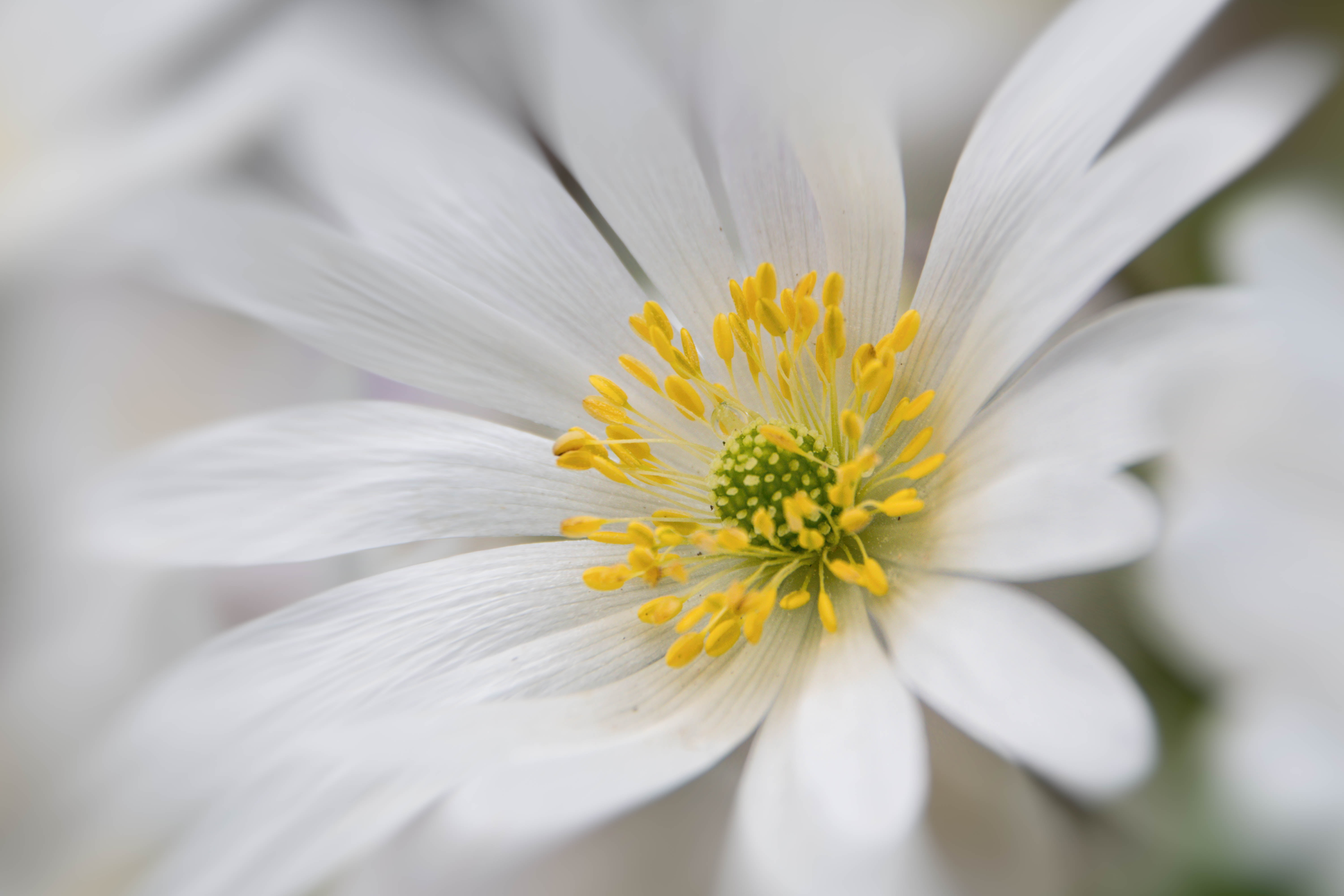 plant, flower, garden, yellow, slottsparken, outdoor, beauty In Nature, sweden, daisy, close, macro, white, springtime, spring, Sverige, flowers, nature, HD Wallpaper