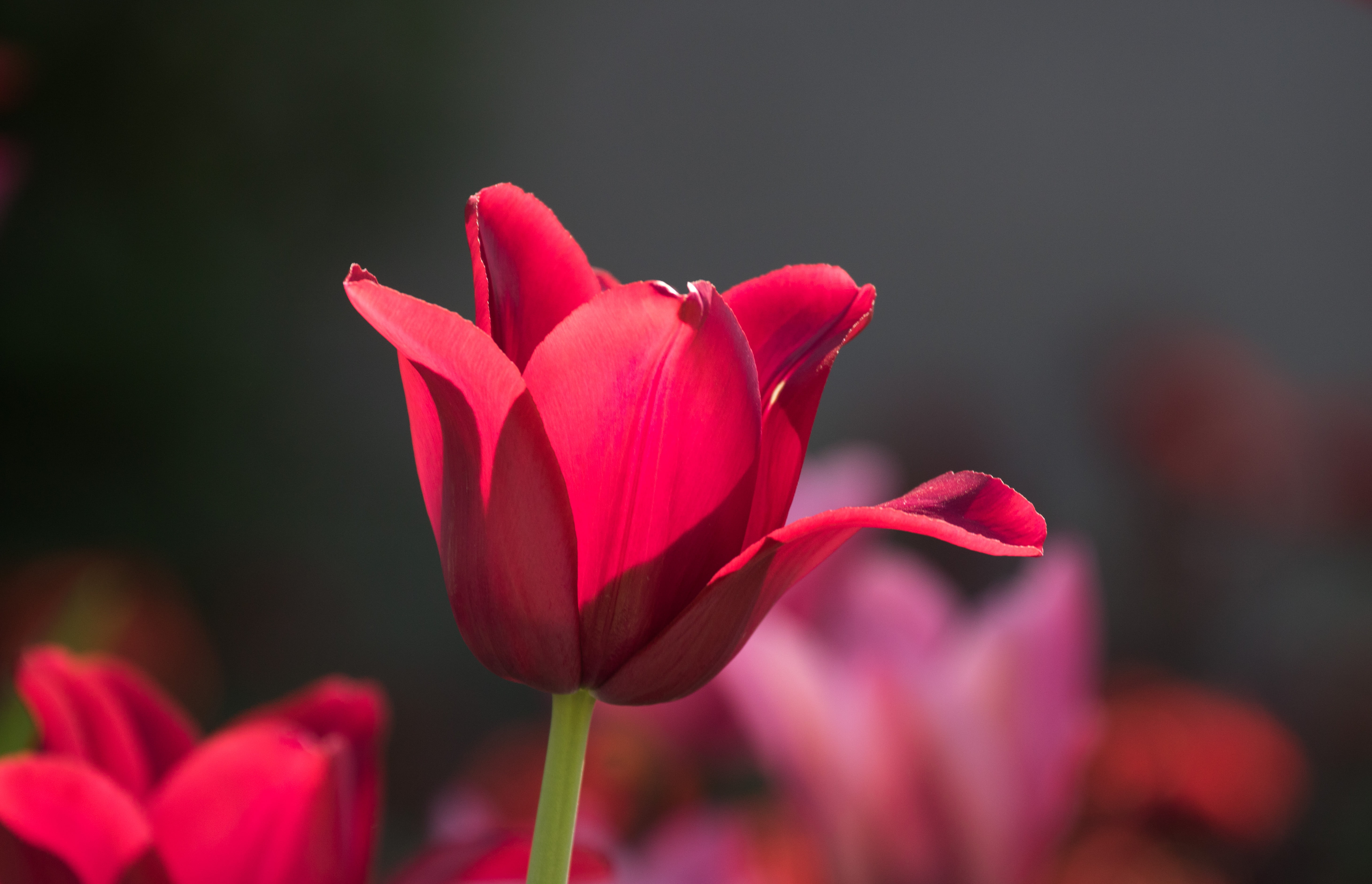 flower, mm, usm, iso_speed, lens, country, aperture, state, photo, 6l, freshness, geo:location, nature, selective, Tulip, close-up, ƒ / 5, selective focus, HD Wallpaper