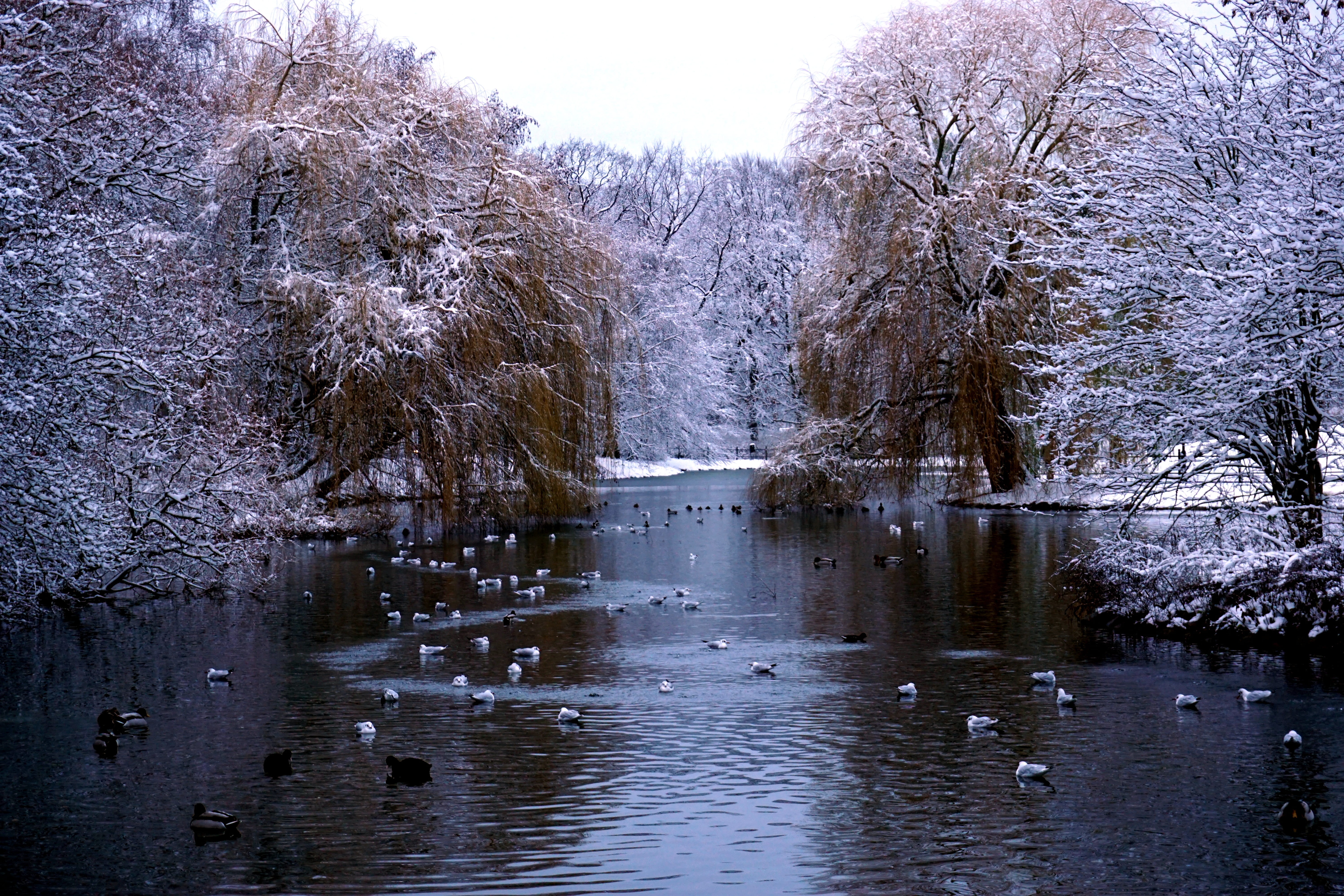 tranquility, tree, 5K, cold temperature, sweden, the park of the castle, plant, malmö, waterfront, day, nature, outdoor, tranquil scene, scenics - nature, HD Wallpaper