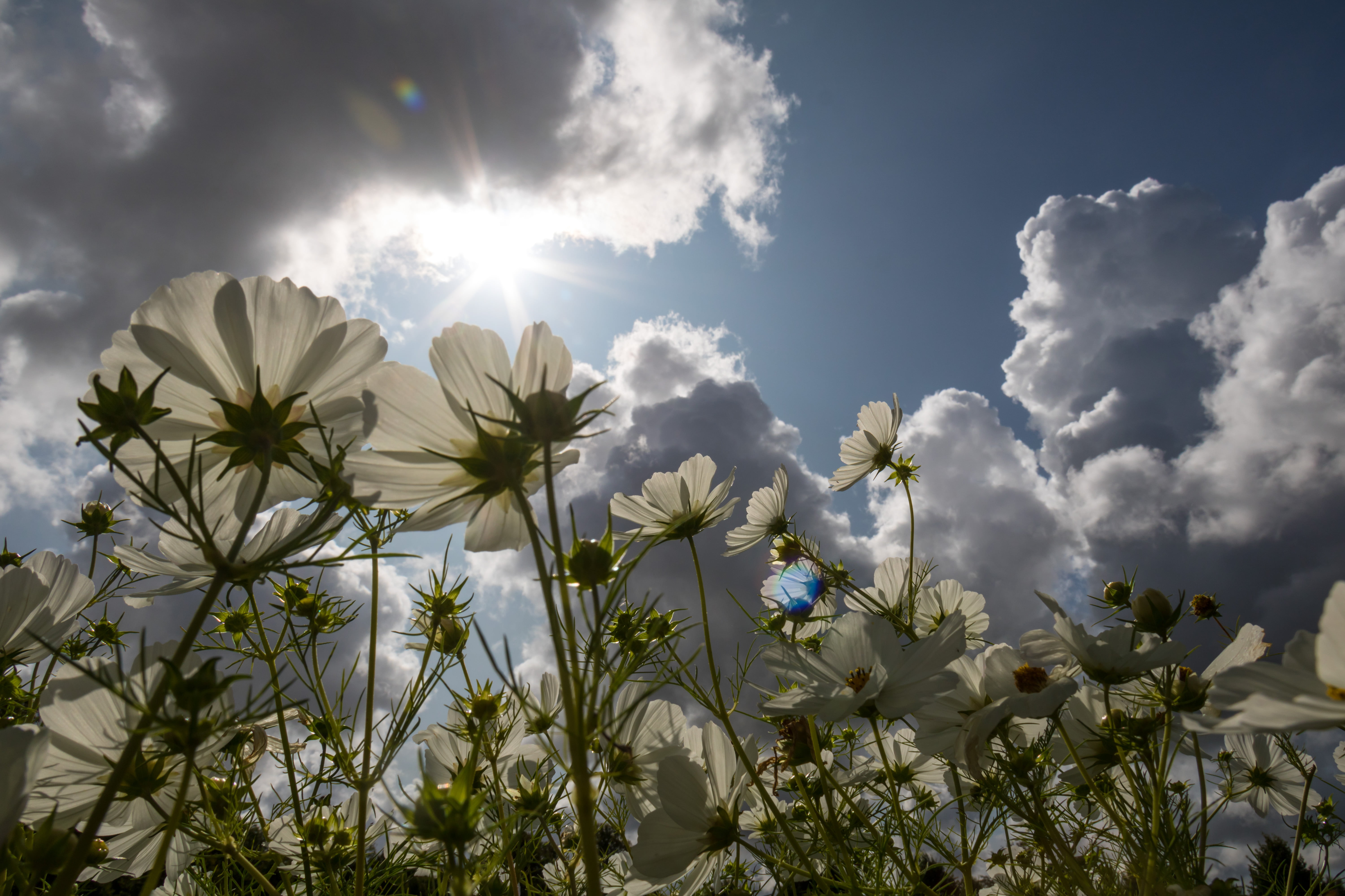 5K, sun flare, white, ƒ / 14, canon, summer, geo:location, daytime, springtime, blue, cloud - Sky, camera, state, canon eos, Reaching for the Sky, sky, HD Wallpaper