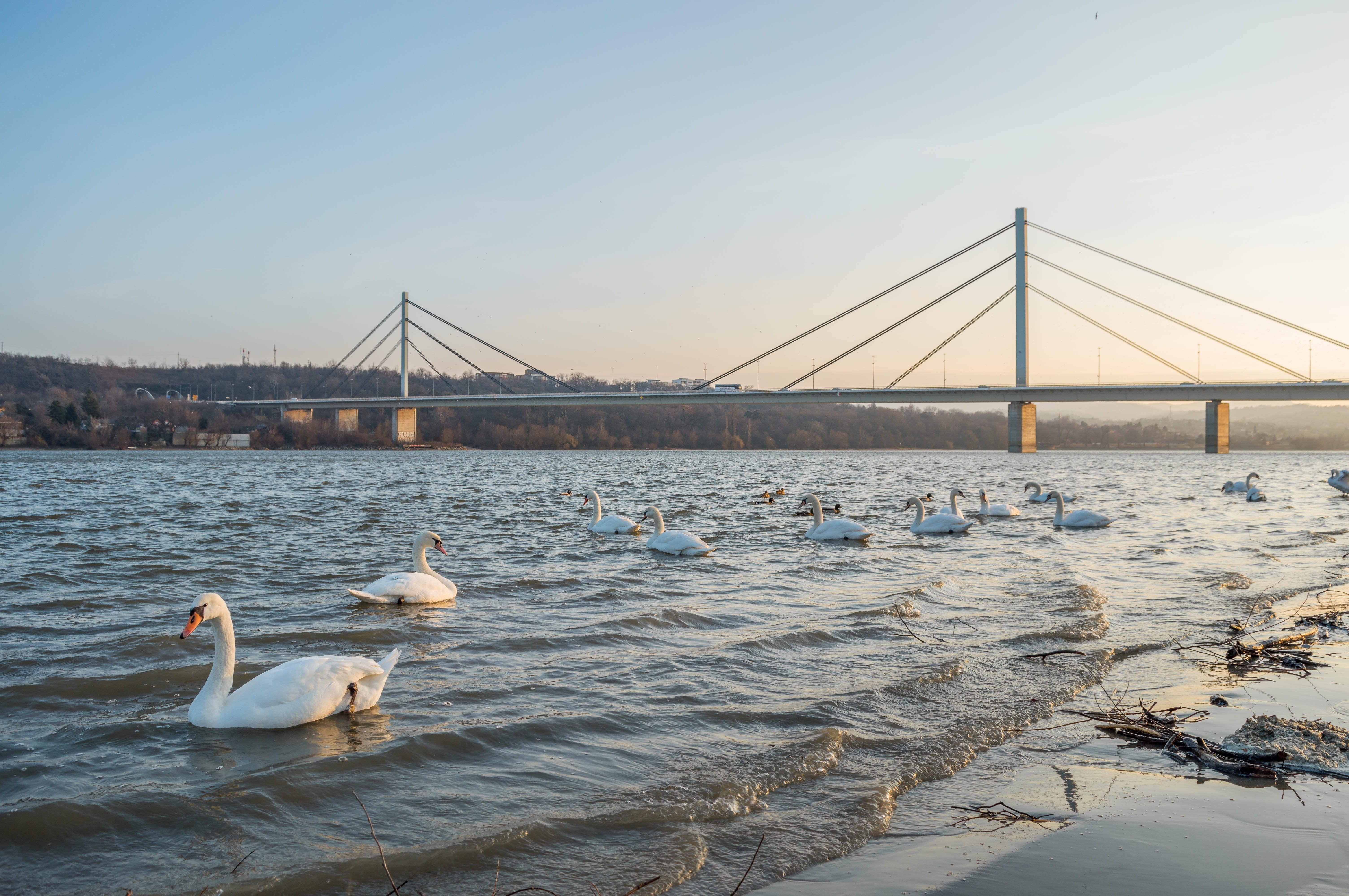 serbia, nature, beach, animals in the wild, Novi, sky, Danube, transportation, animal wildlife, tourism, Beach, architecture, Sad, built structure, no people, HD Wallpaper