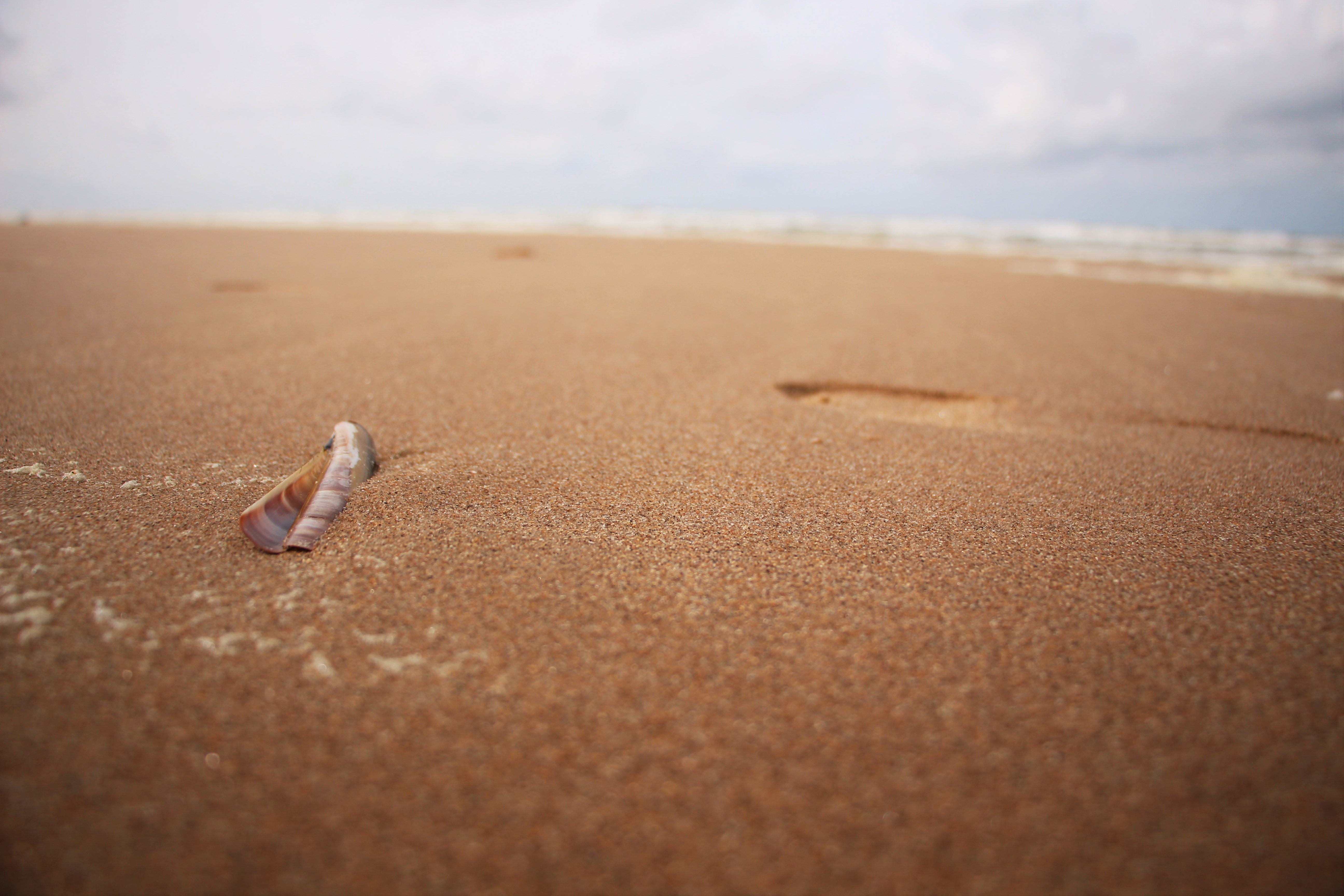 selective focus, shell, nature, sand, water, outdoors, 5K, crab, beauty in nature, sky, no people, Dutch, animal, close-up, land, brown, tranquil scene, HD Wallpaper