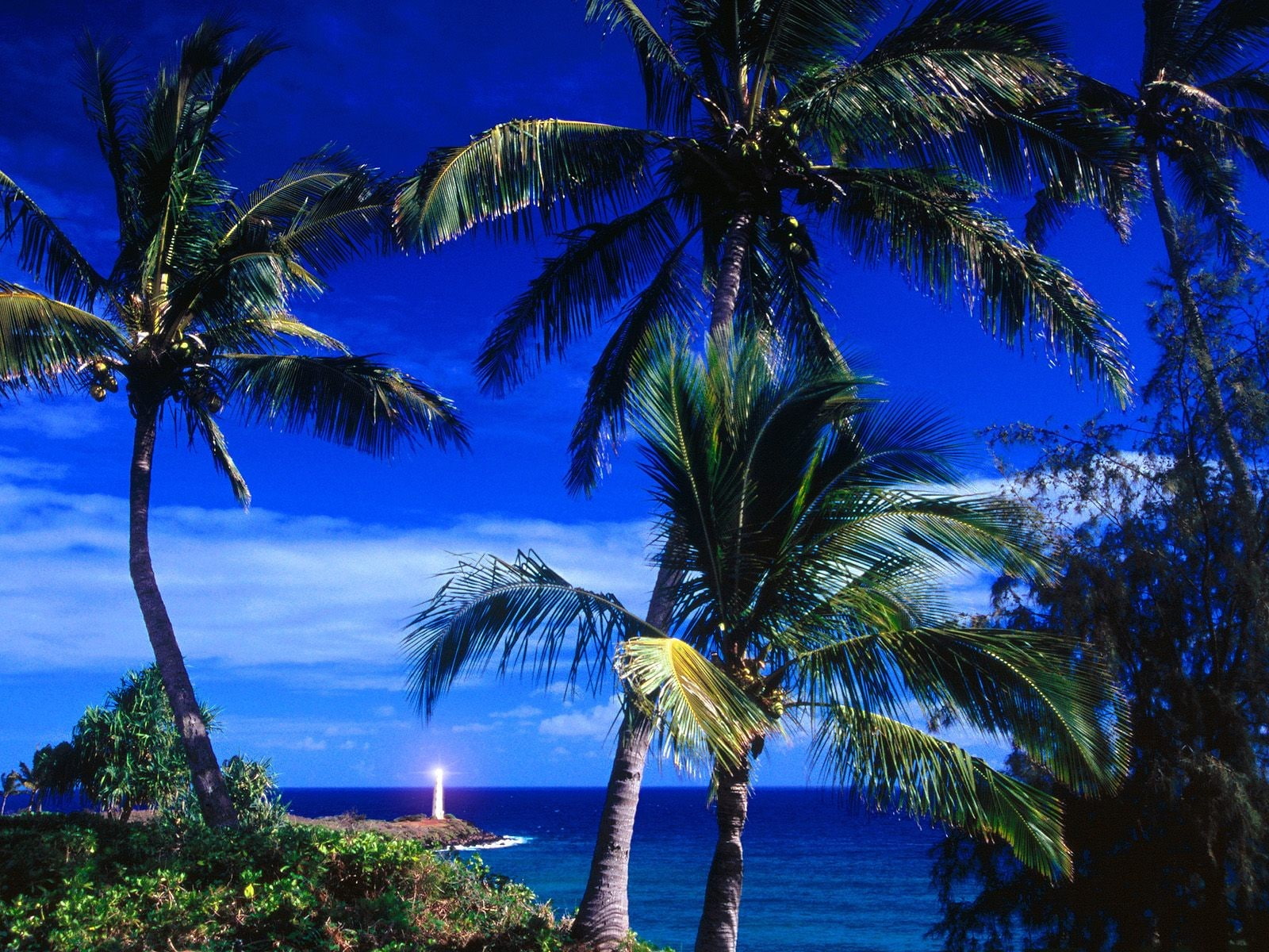 sky, nature, tree, tranquility, lighthouse, no people, blue, outdoors, tropical tree, plant, horizon over water, sea, coconut palm tree, idyllic, palm leaf, HD Wallpaper