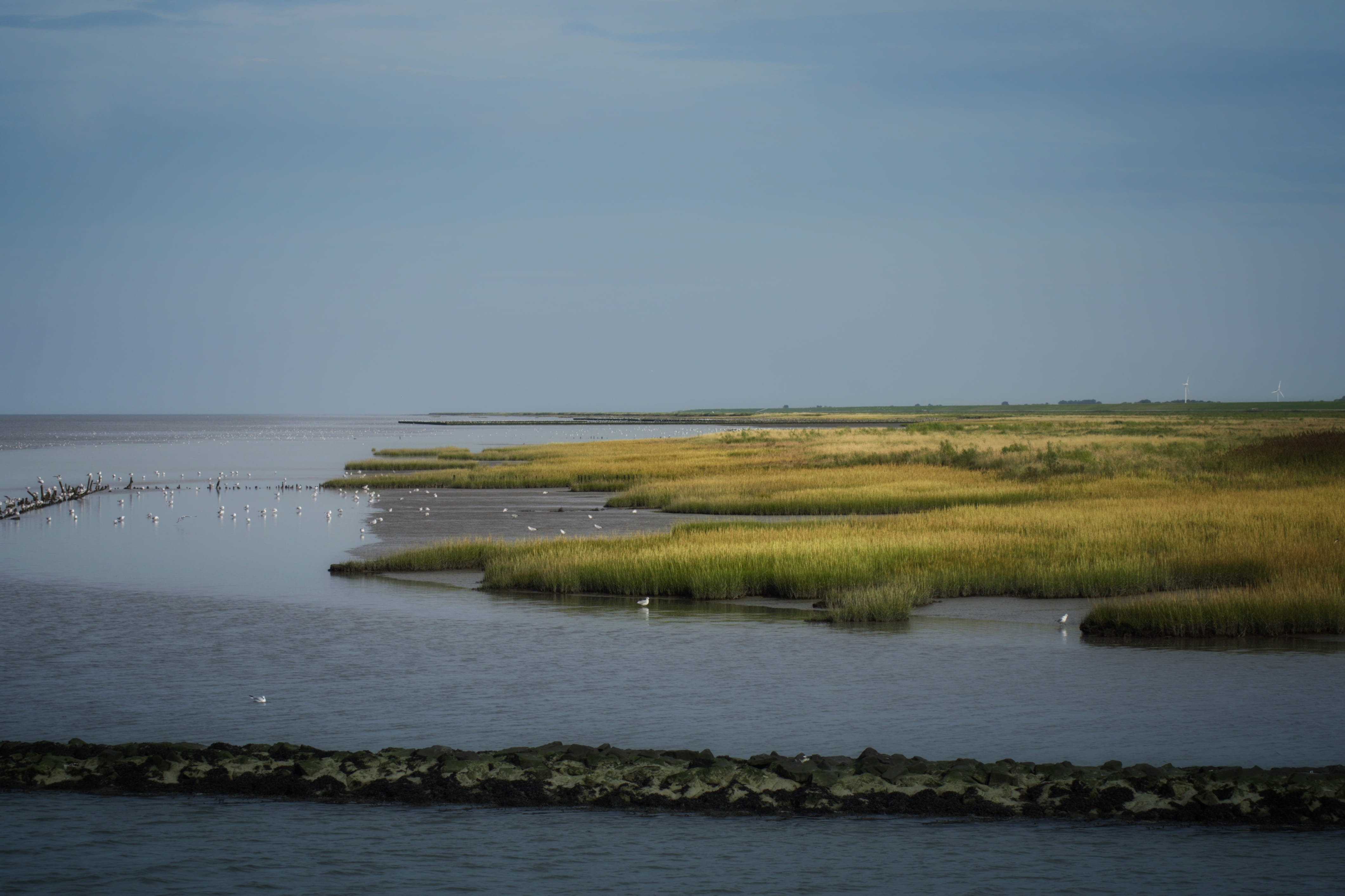 national park, ebb, wadden sea, waterfront, landscape, no people, coast, outdoors, lake, germany, plant, beauty in nature, salt marshes, idyllic, scenics - nature, HD Wallpaper