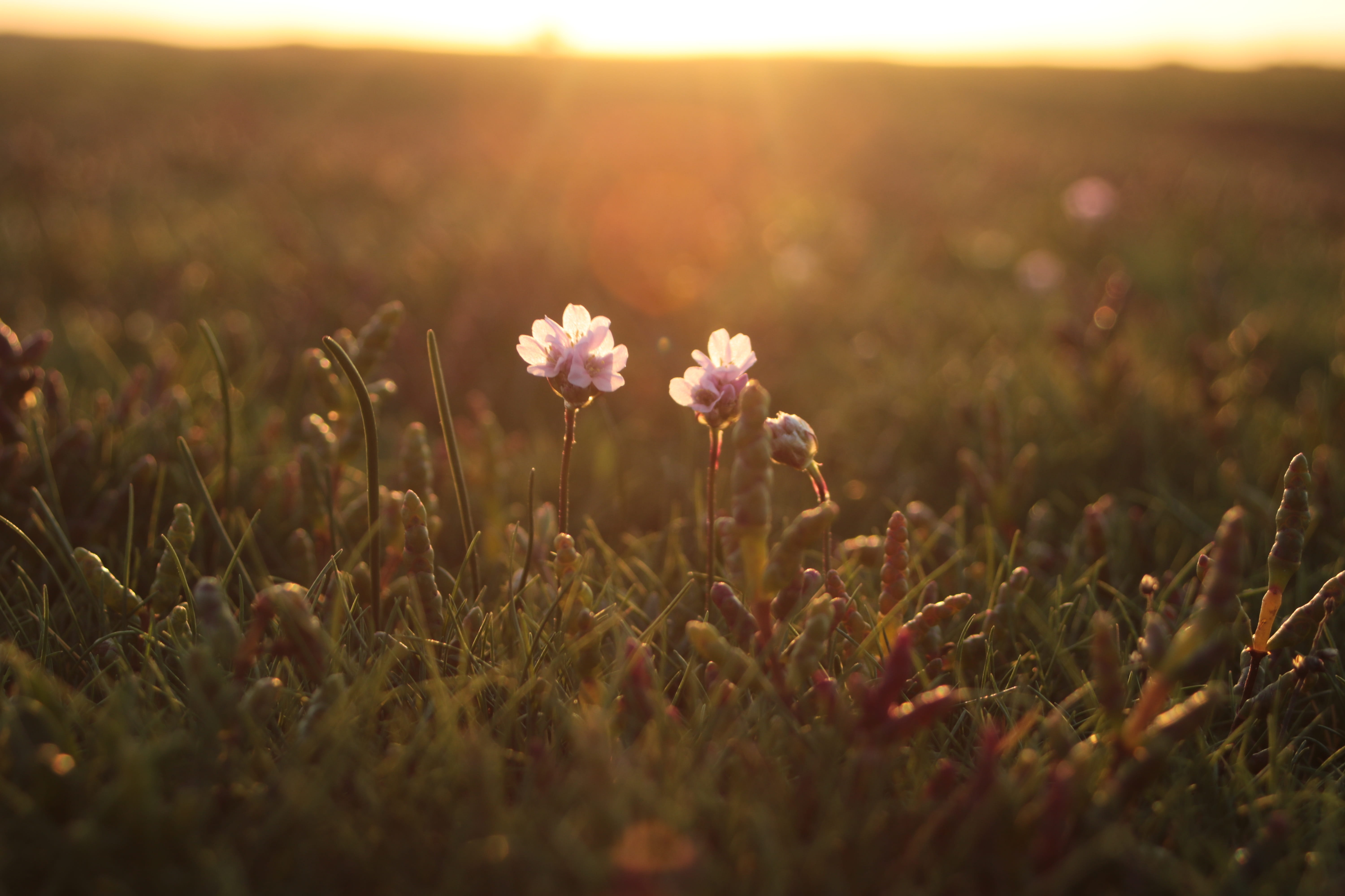 sky, growth, flora, outdoors, grass, salt meadow, 5K, environment, fragility, freshness, tranquility, meadow, selective focus, flower head, nature, backlighting, HD Wallpaper