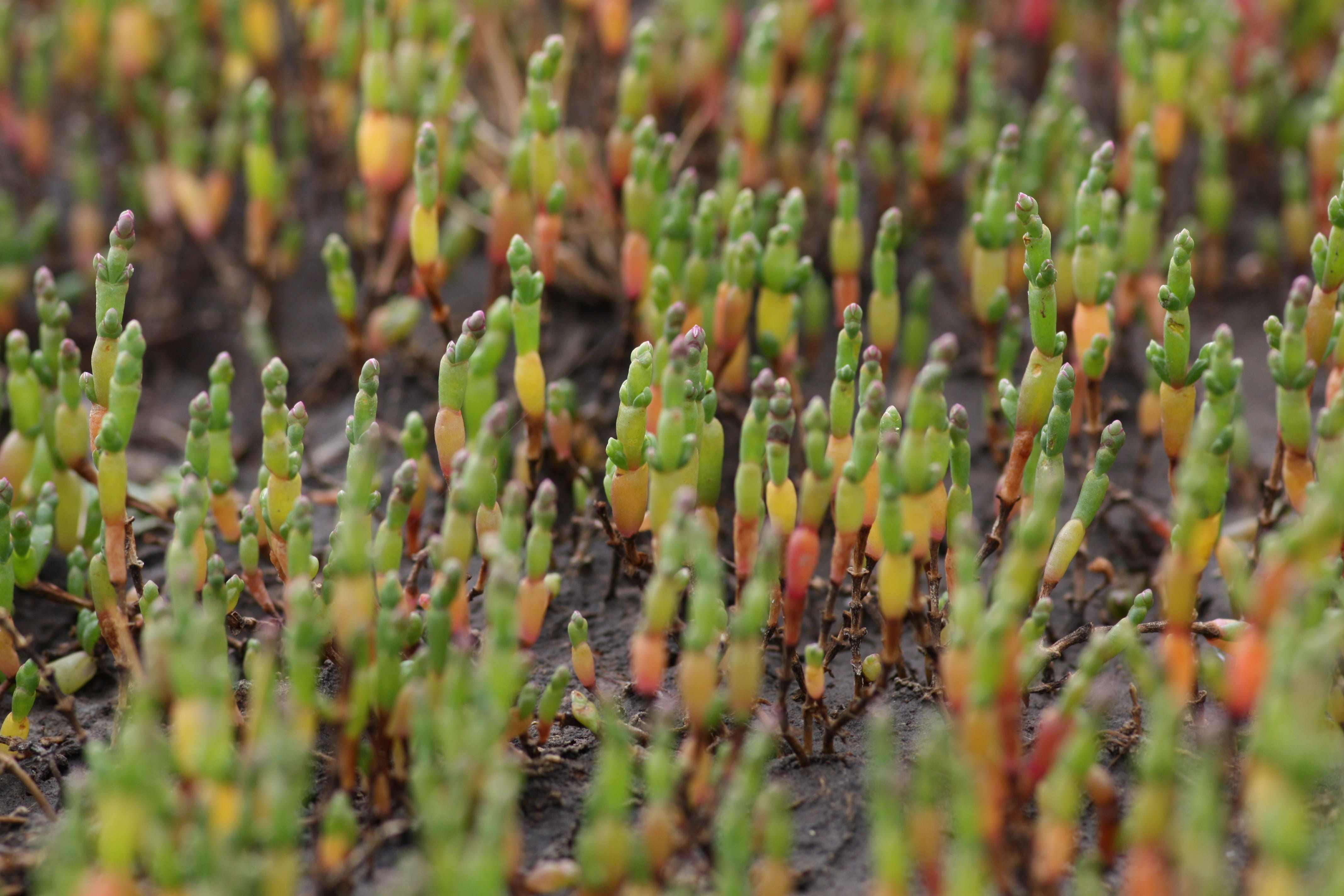 close-up, flower, vulnerability, nature, samphire, no people, 4K, full frame, north sea, outdoors, day, beauty in nature, wadden sea, green color, plant part, HD Wallpaper