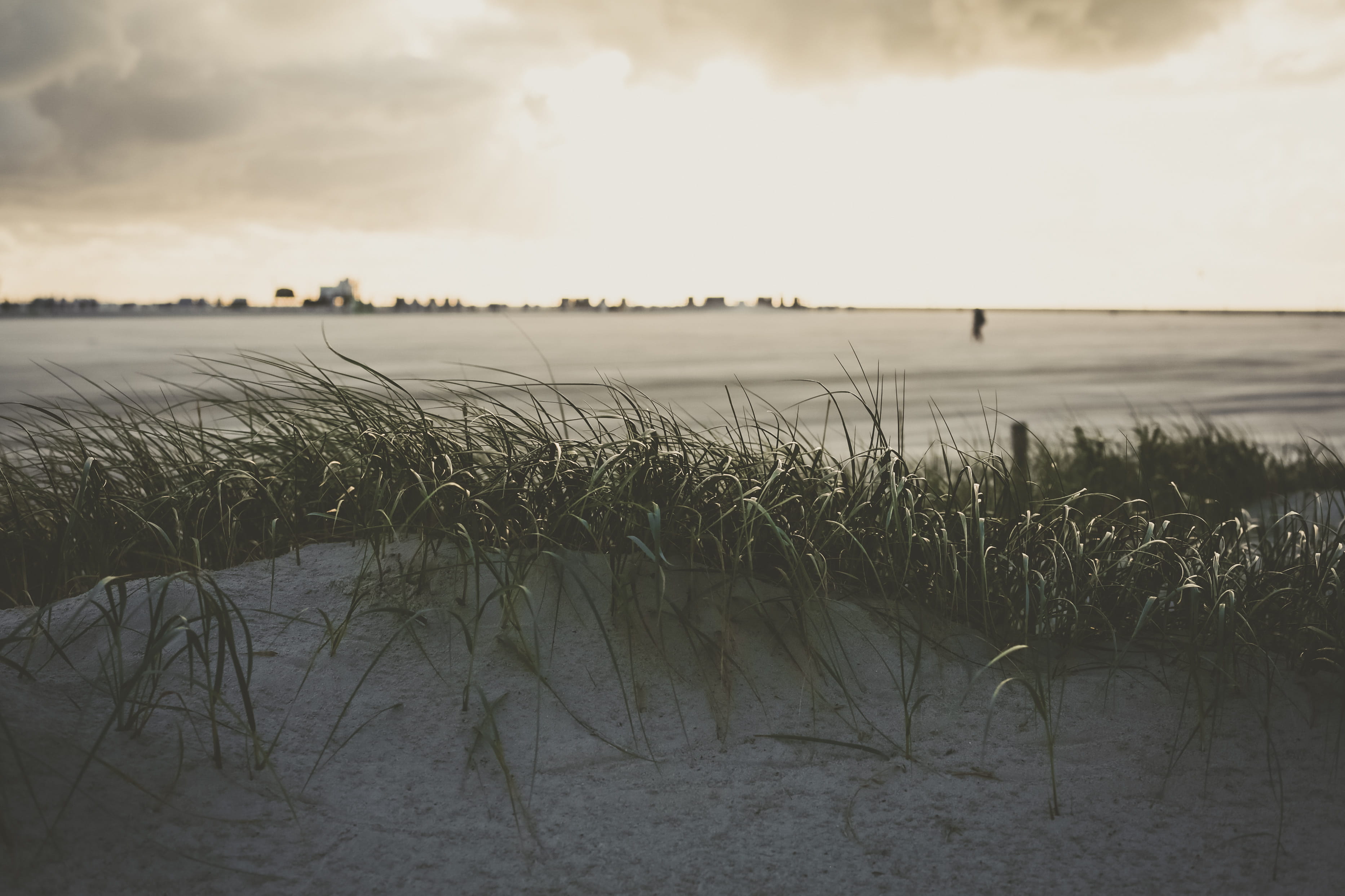 growth, beauty in nature, gras, nature, cloud - sky, nothern sea, scenics - nature, land, day, agriculture, wind, tranquil scene, outdoors, landscape, water, HD Wallpaper
