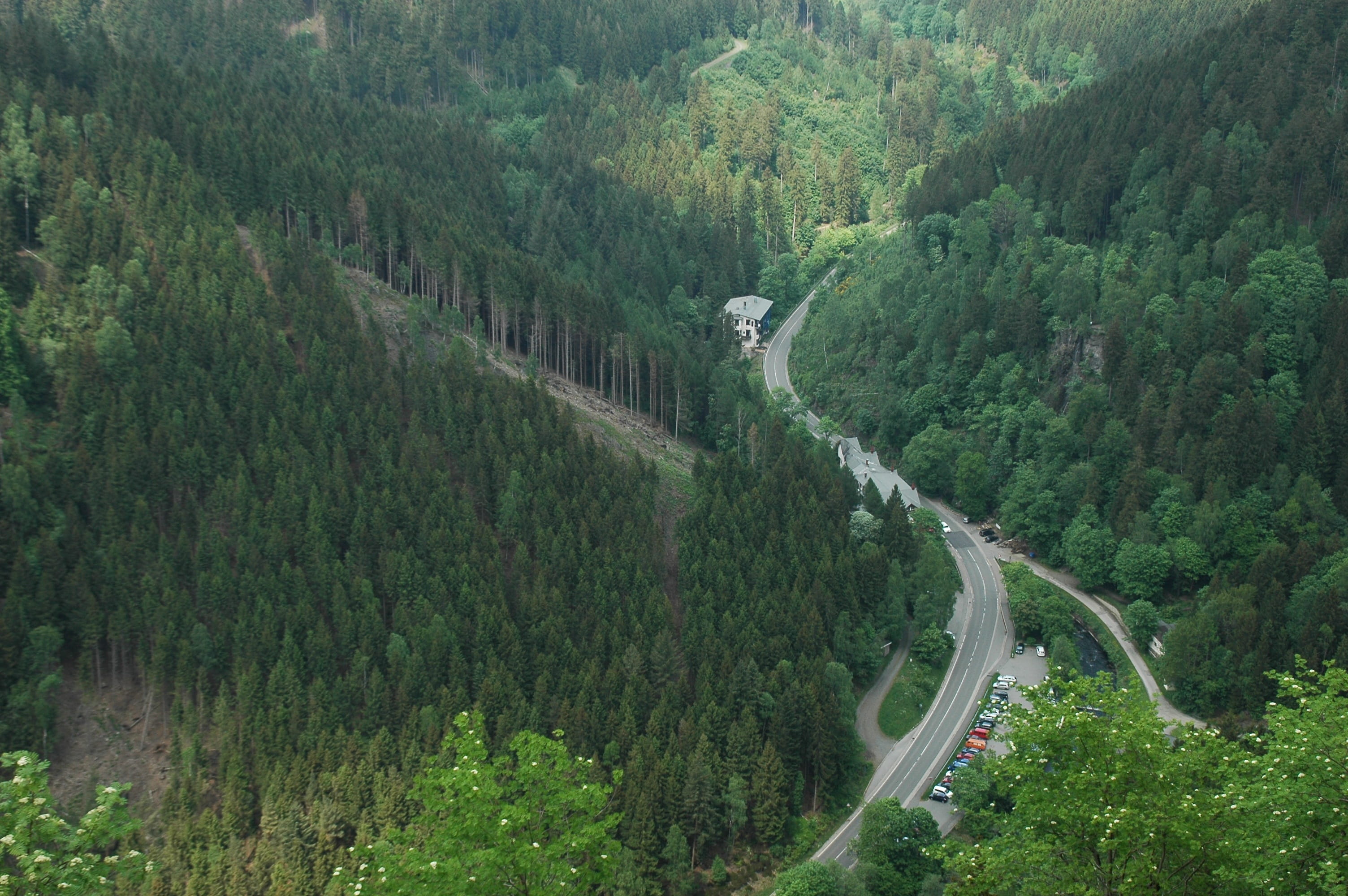lush foliage, nature, land, tree, pine woodland, 2K, woodland, winding road, non-urban scene, plant, scenics - nature, tranquility, forest, coniferous tree, HD Wallpaper