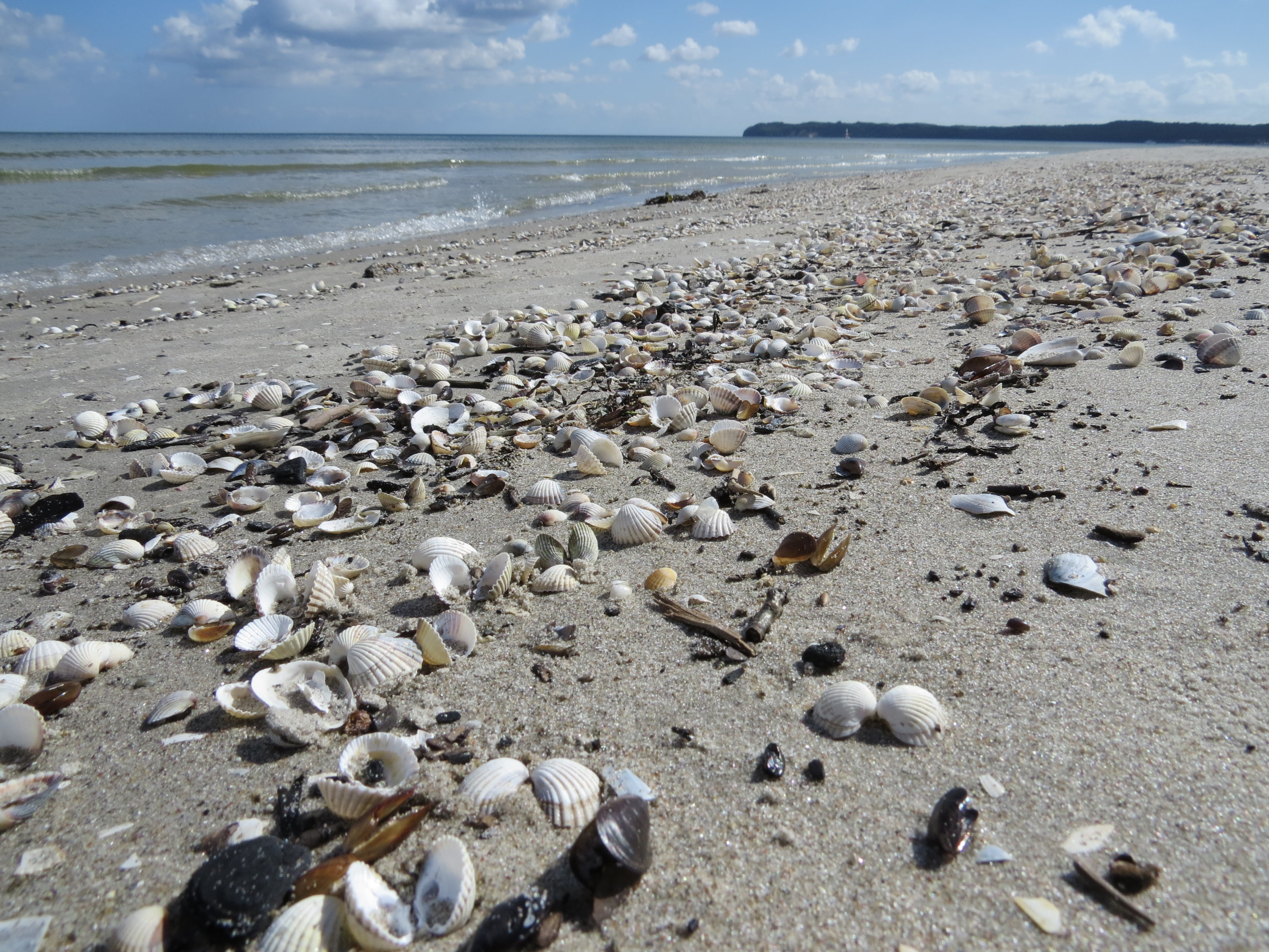 horizon over water, animal wildlife, rügen, outdoors, sea, beach, baltic sea, 4K, horizon, binz, sand, mussels, sky, pebble, shell, tranquil scene, seashell, HD Wallpaper