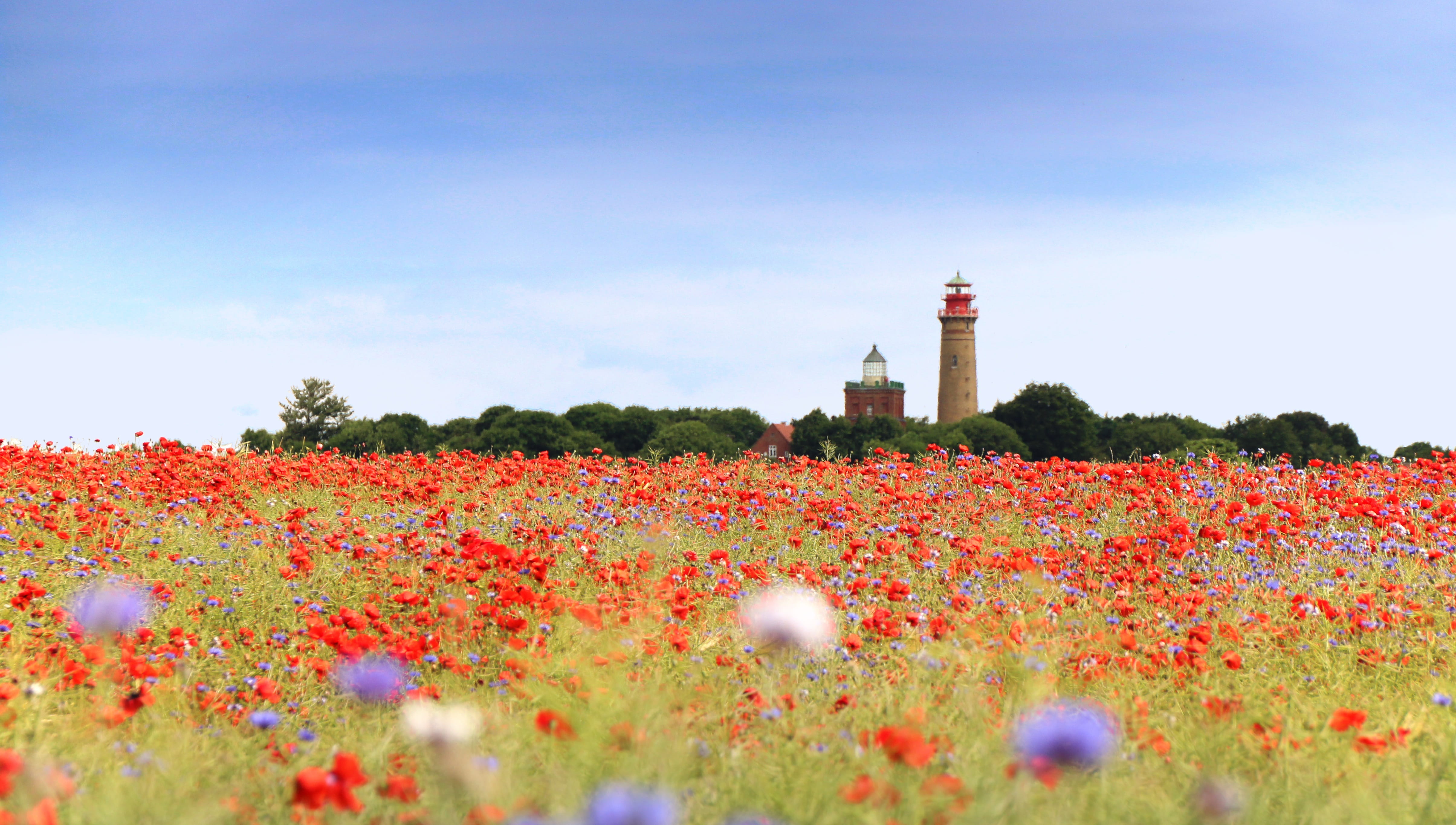 red, island, poppy, flower, pointed flower, 4K, colorful, built structure, beauty in nature, klatschmohn, building exterior, blossom, field of poppies, HD Wallpaper