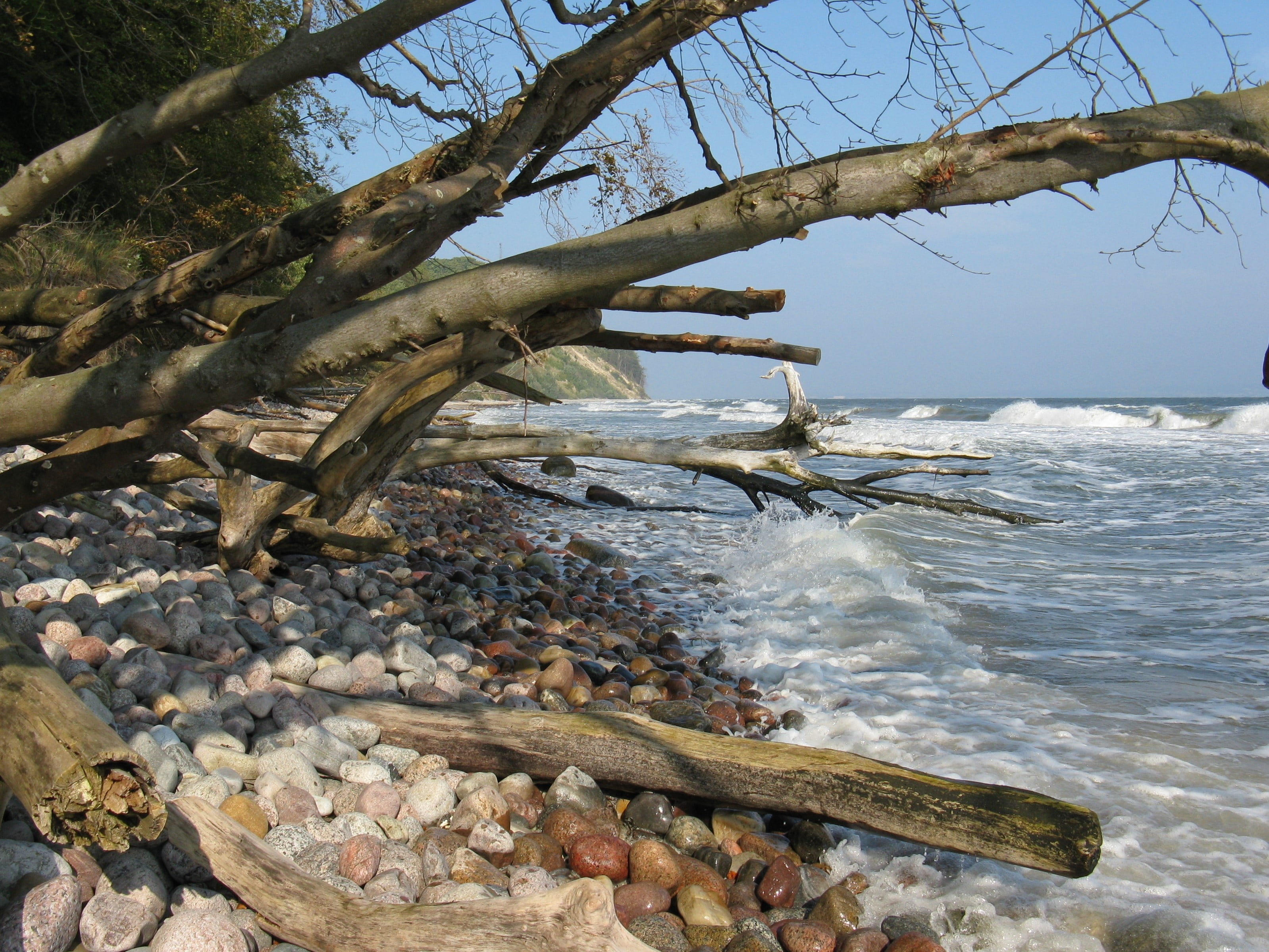 tree, beauty in nature, scenics - nature, cliff, driftwood, romantic, sky, northern germany, mecklenburg, island, no people, tranquility, land, wild, travel, HD Wallpaper