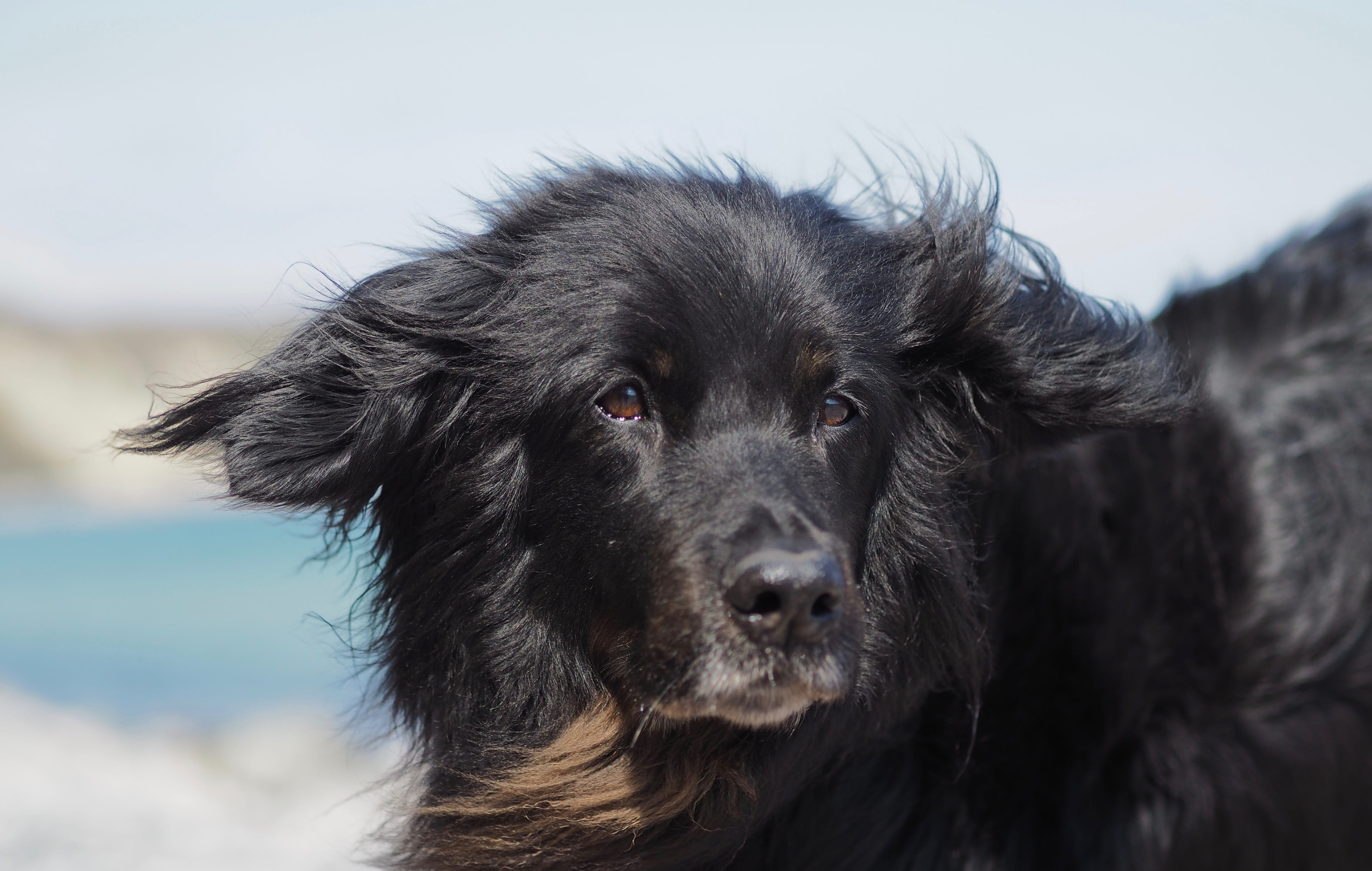 canine, pet, portrait, animal head, no people, outdoors, looking, one animal, animal, domestic animals, hovawart, mammal, sea, cute, vertebrate, close-up, HD Wallpaper