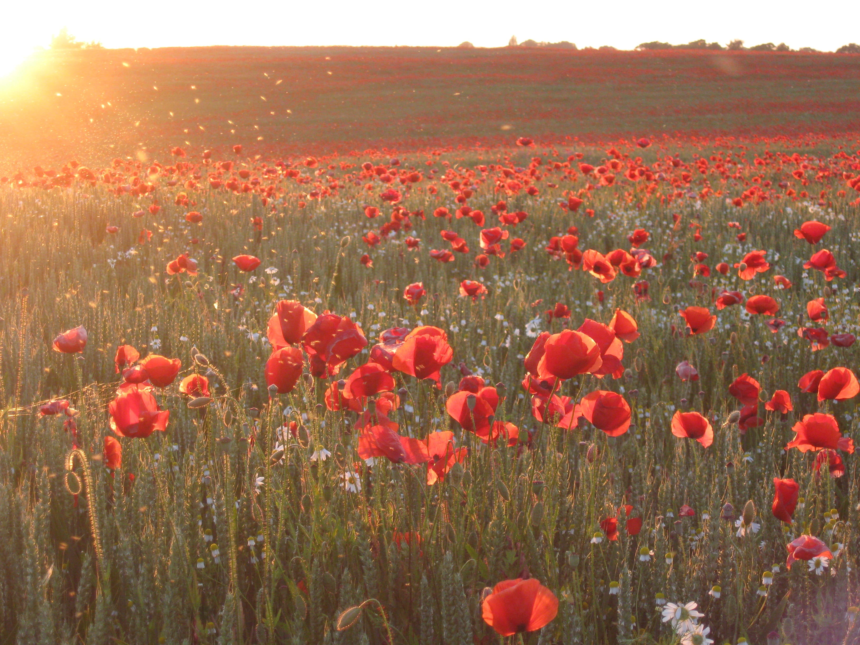 flower, flowerbed, flower head, summer, cornfield, rügen island, beauty in nature, field, outdoors, freshness, environment, sky, 2K, landscape, sunset, HD Wallpaper