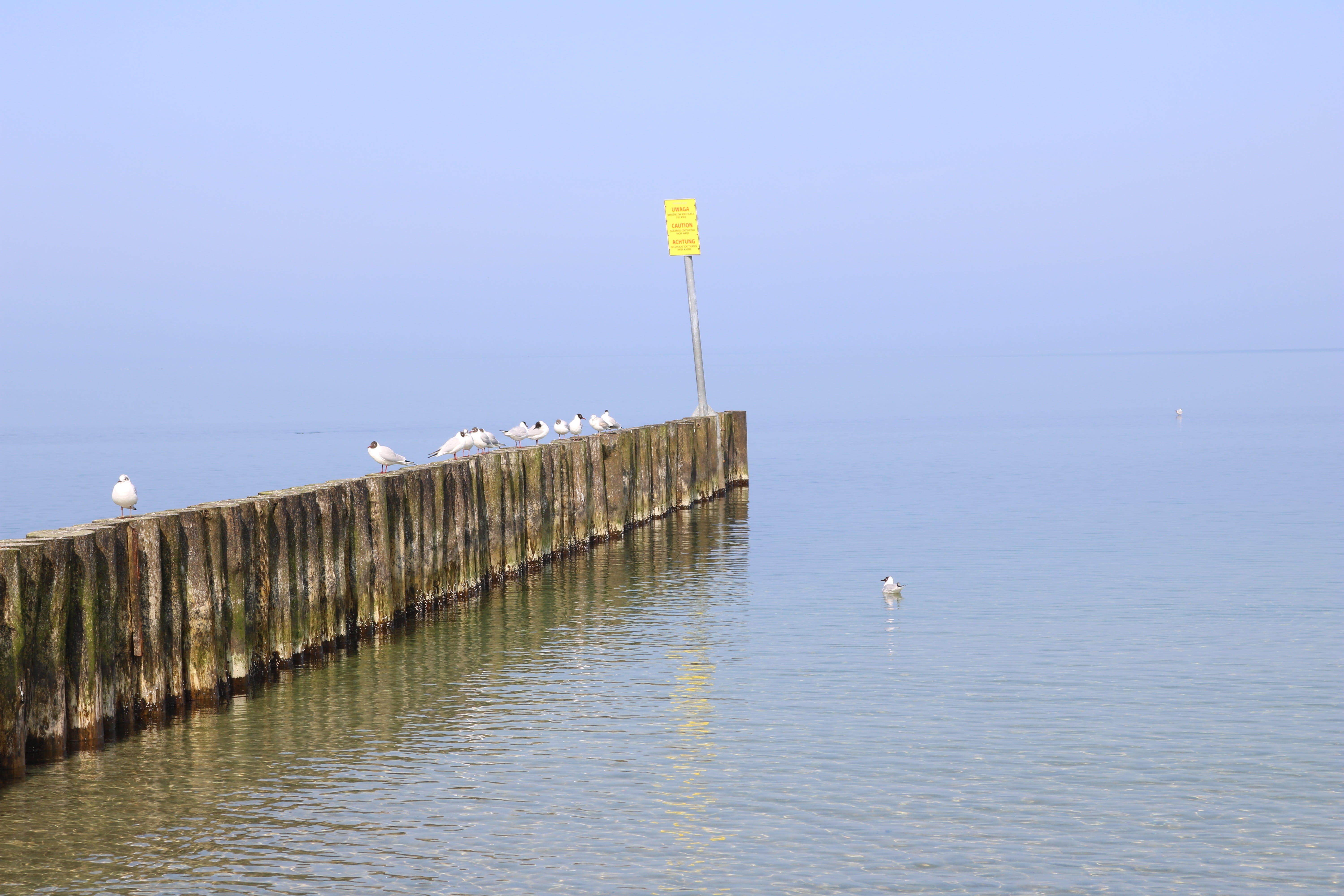 silent, vacations, peacefulness, built structure, baltic sea, gulls, water, waterfront, scenics - nature, lake, bird, animal wildlife, sign, animals in the wild, HD Wallpaper