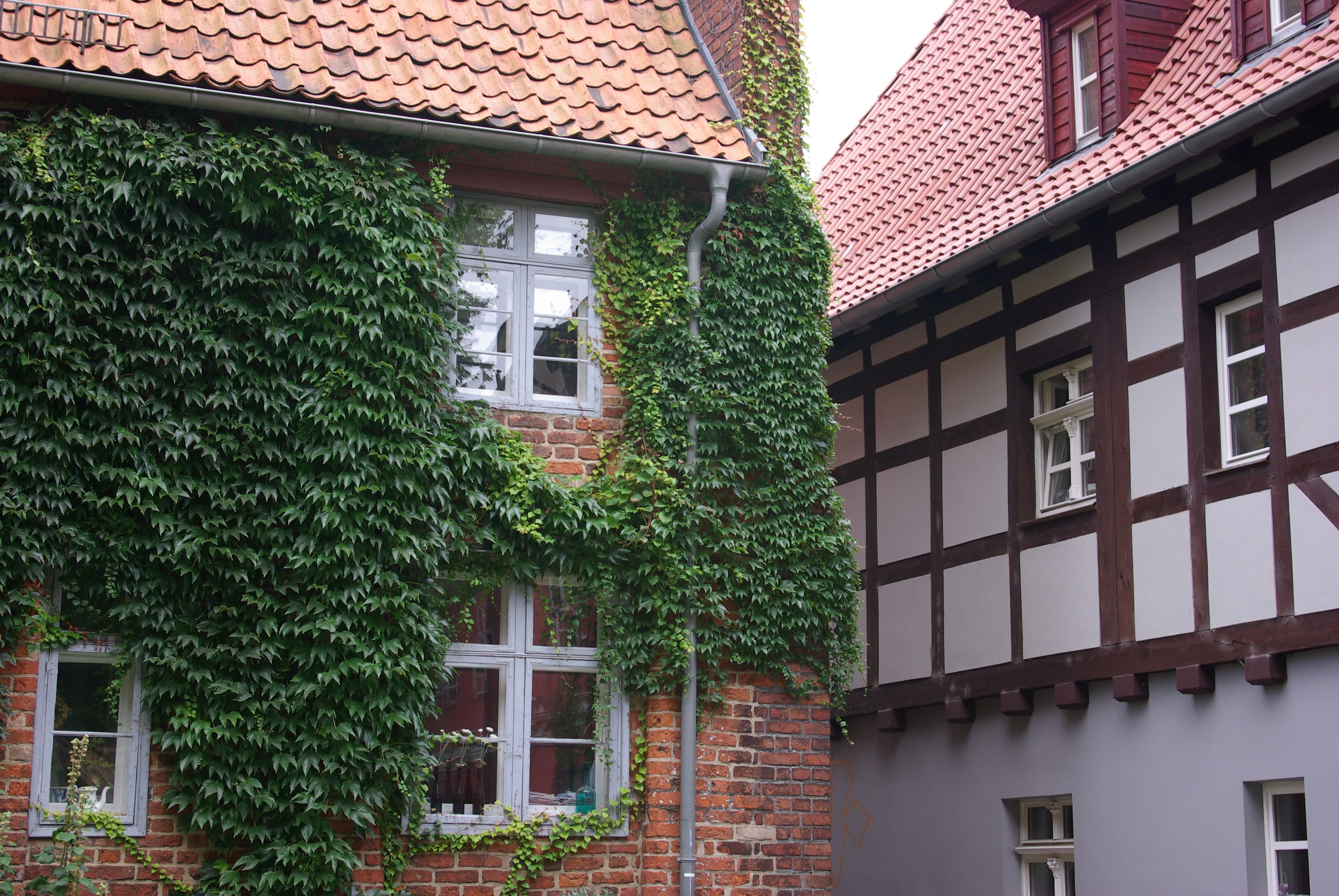 house, prussian wall, green color, no people, Old House, ivy, nature, built structure, Stralsund, plant, brick, facade, low angle view, building, window, HD Wallpaper