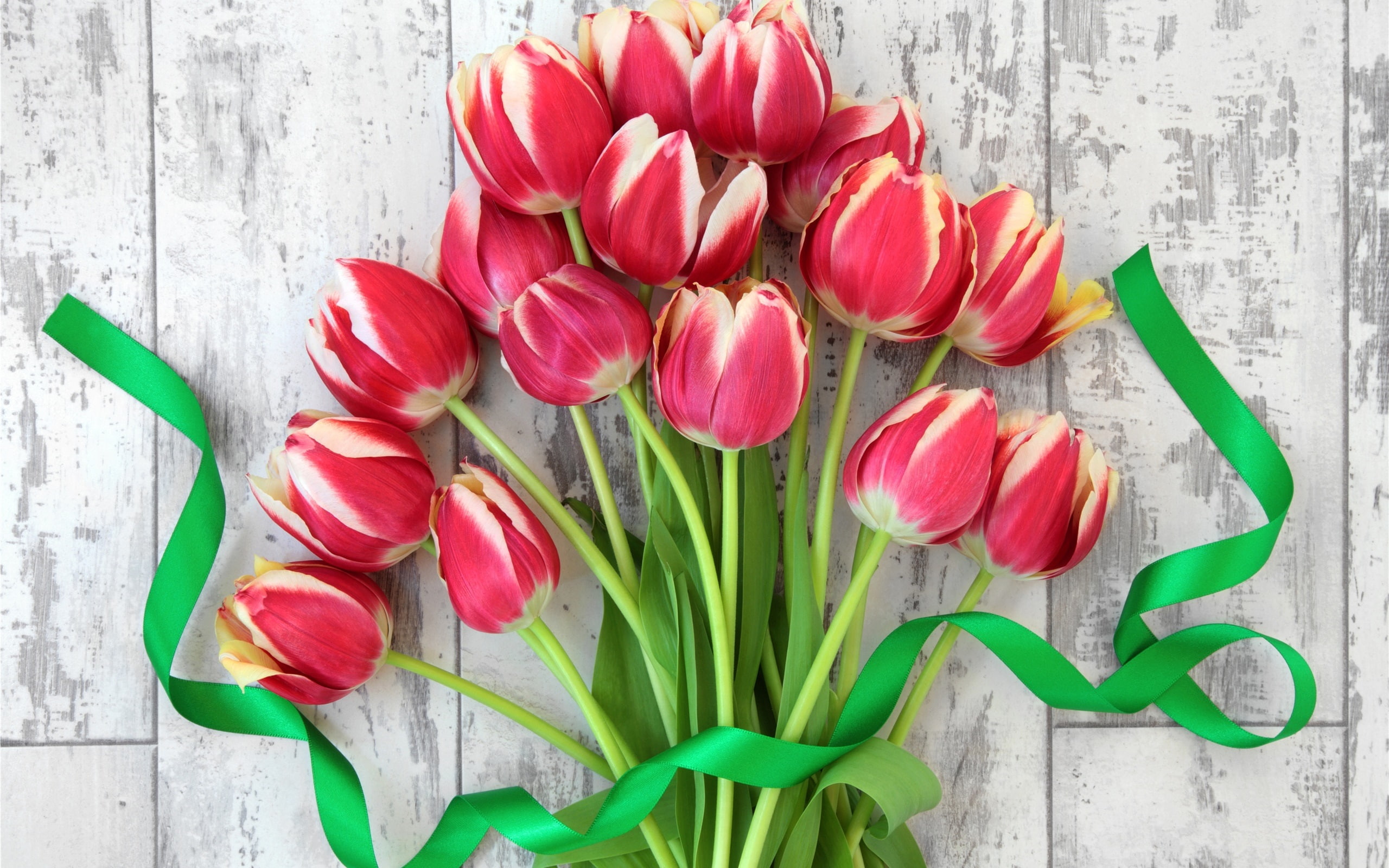 Ribbon, 2K, Bouquet, Tulips, Flowers, Red, HD Wallpaper