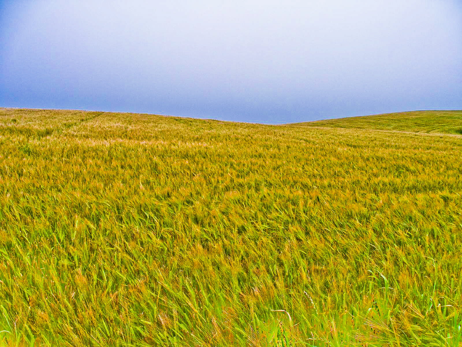 Clouds, Yellow  Green, plant, photo, growth, Bannockburn, grass, blue, Scotland, Fields of Gold, summer, 720P, nature, outdoors, UK, green grass, Orkney, HD Wallpaper