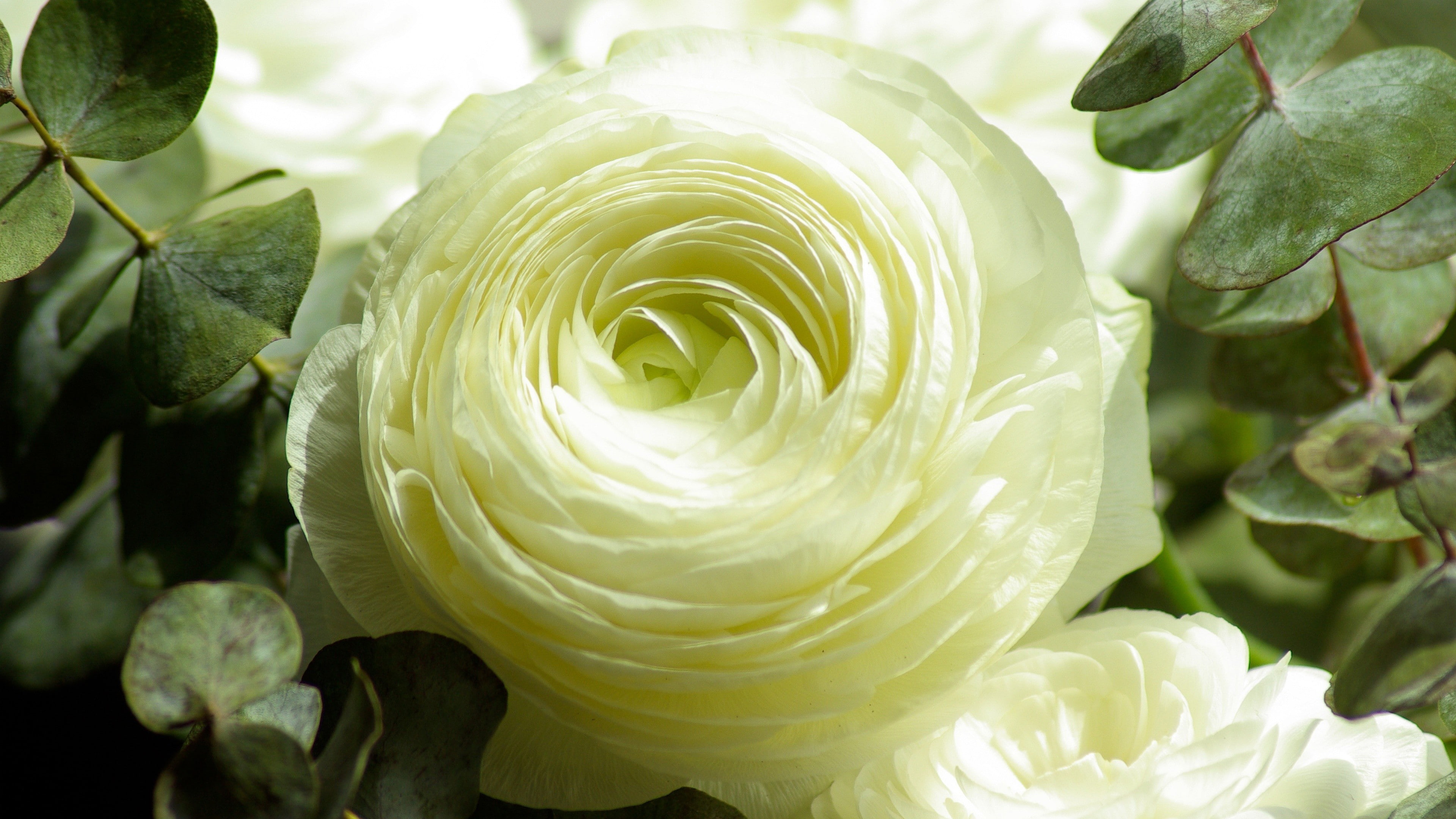 plants, flowers, ranunculus, 4K, HD Wallpaper