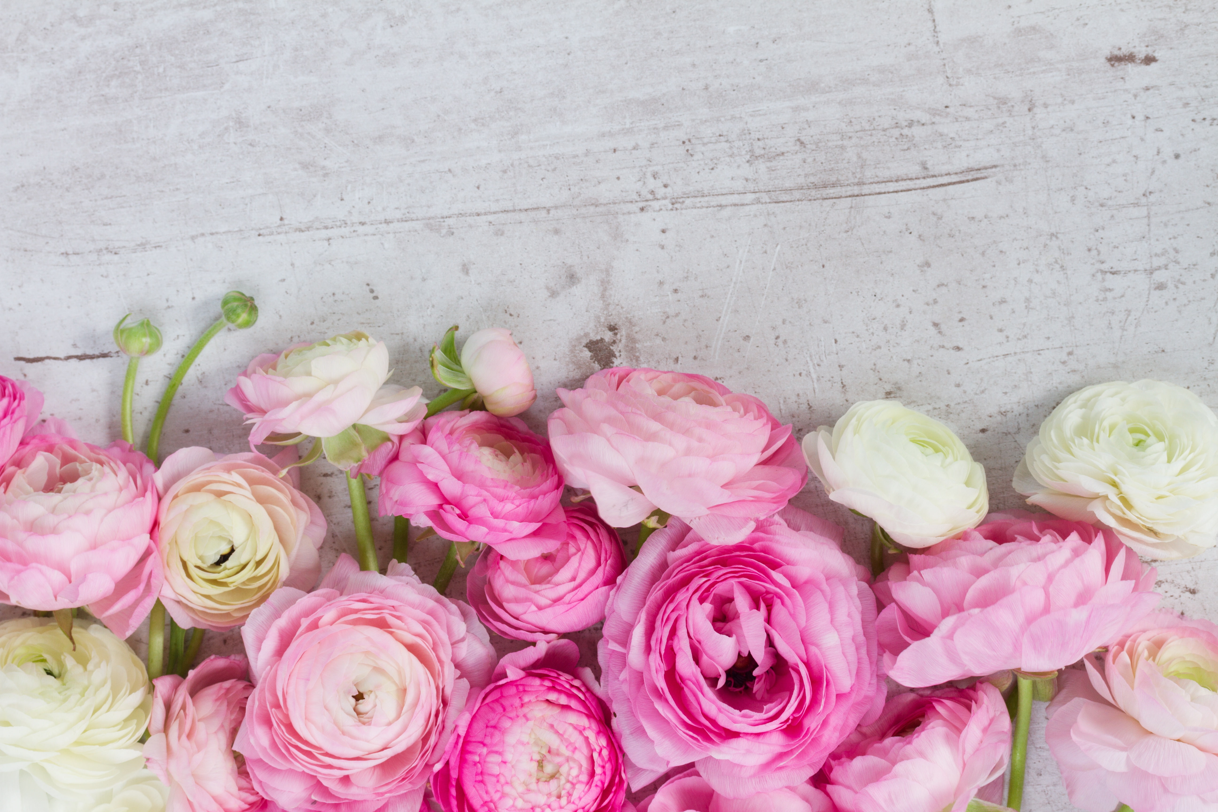 pink flowers, beautiful, flowers, 5K, ranunculus, pink, buttercups, HD Wallpaper