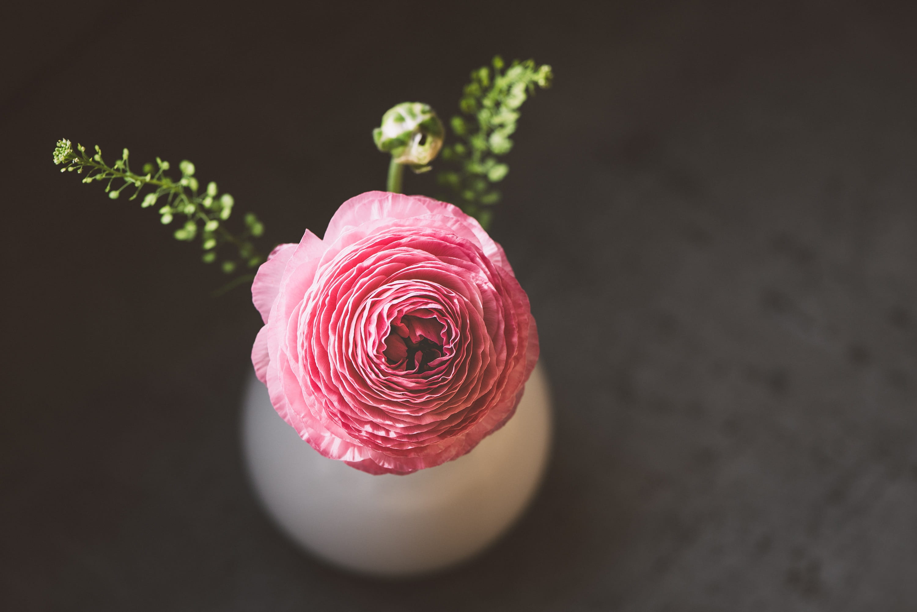 flowering plant, flower head, bloom, blossom, black background, growth, indoors, pink, pink color, vulnerability, petals, studio shot, 2K, schnittblume, HD Wallpaper