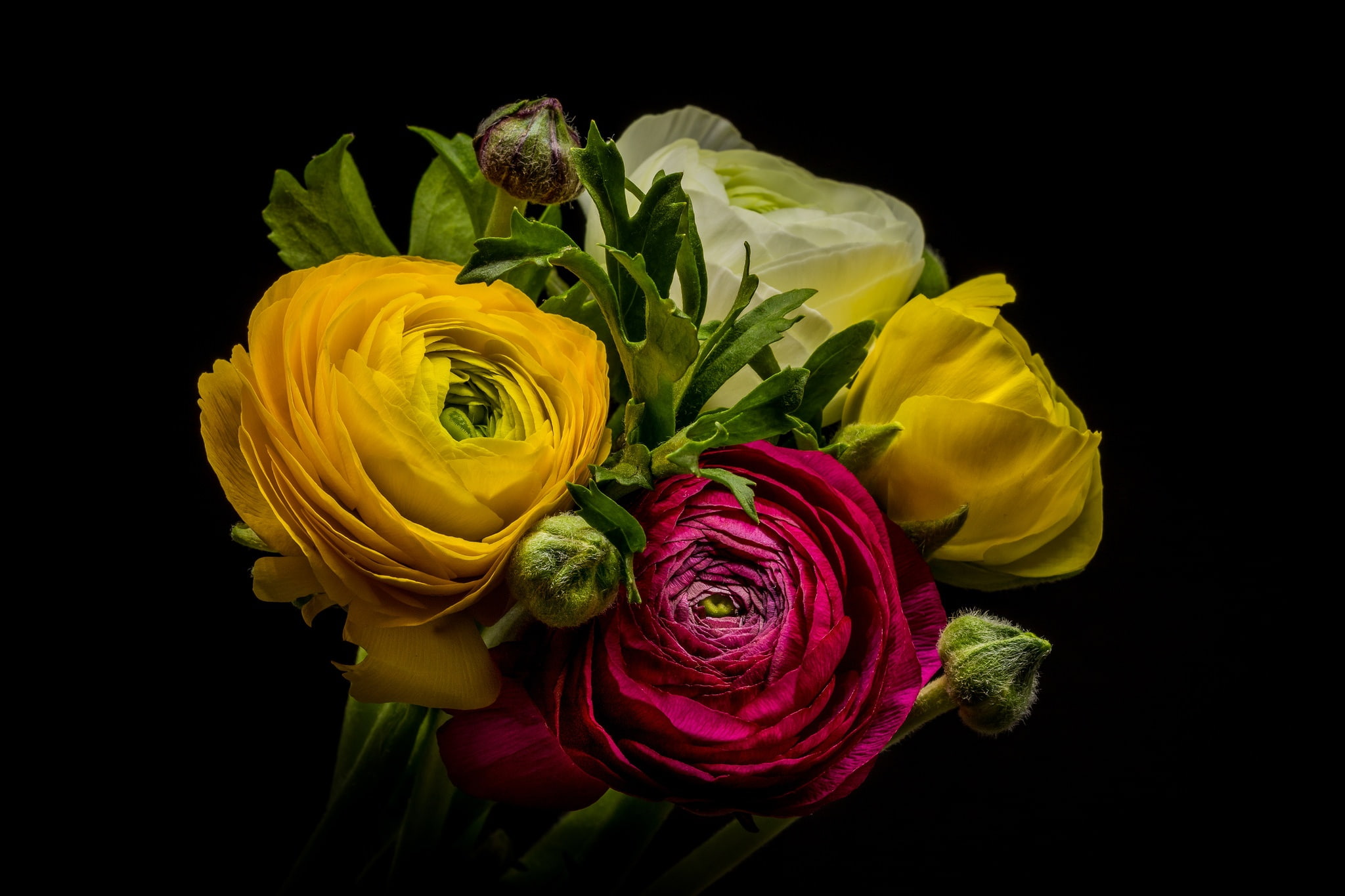 Ranunculus, bouquet, 1080P, Buttercup, HD Wallpaper