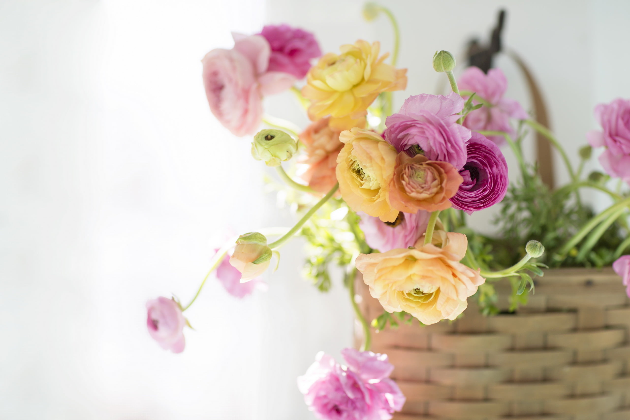 flower, close-up, flower arrangement, ranunculus, plant, purple, fragility, focus on foreground, vase, flowering plant, background, inflorescence, nature, HD Wallpaper
