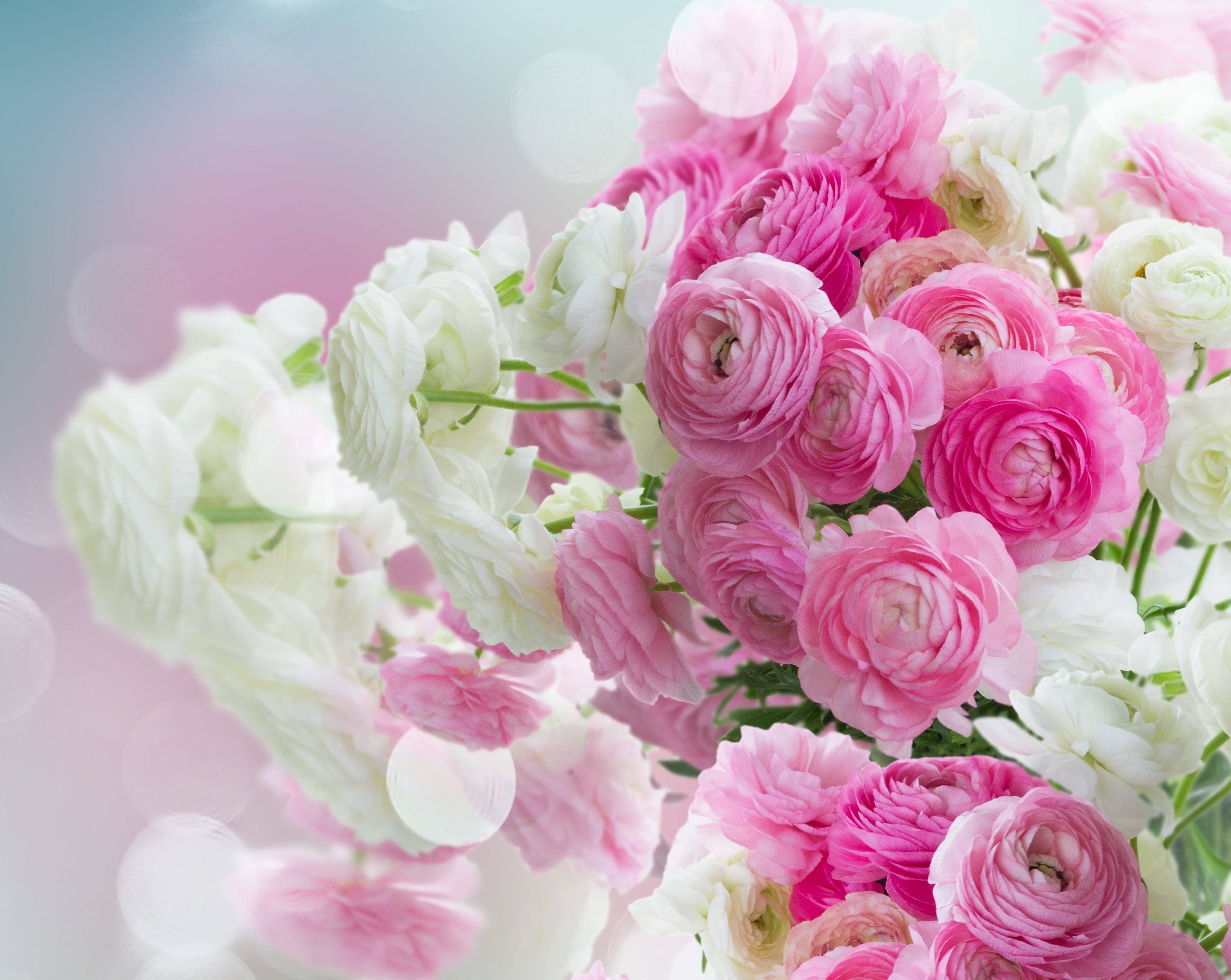 white, pink, beautiful, ranunculus, buttercups, flowers, pink flowers, 4K, HD Wallpaper