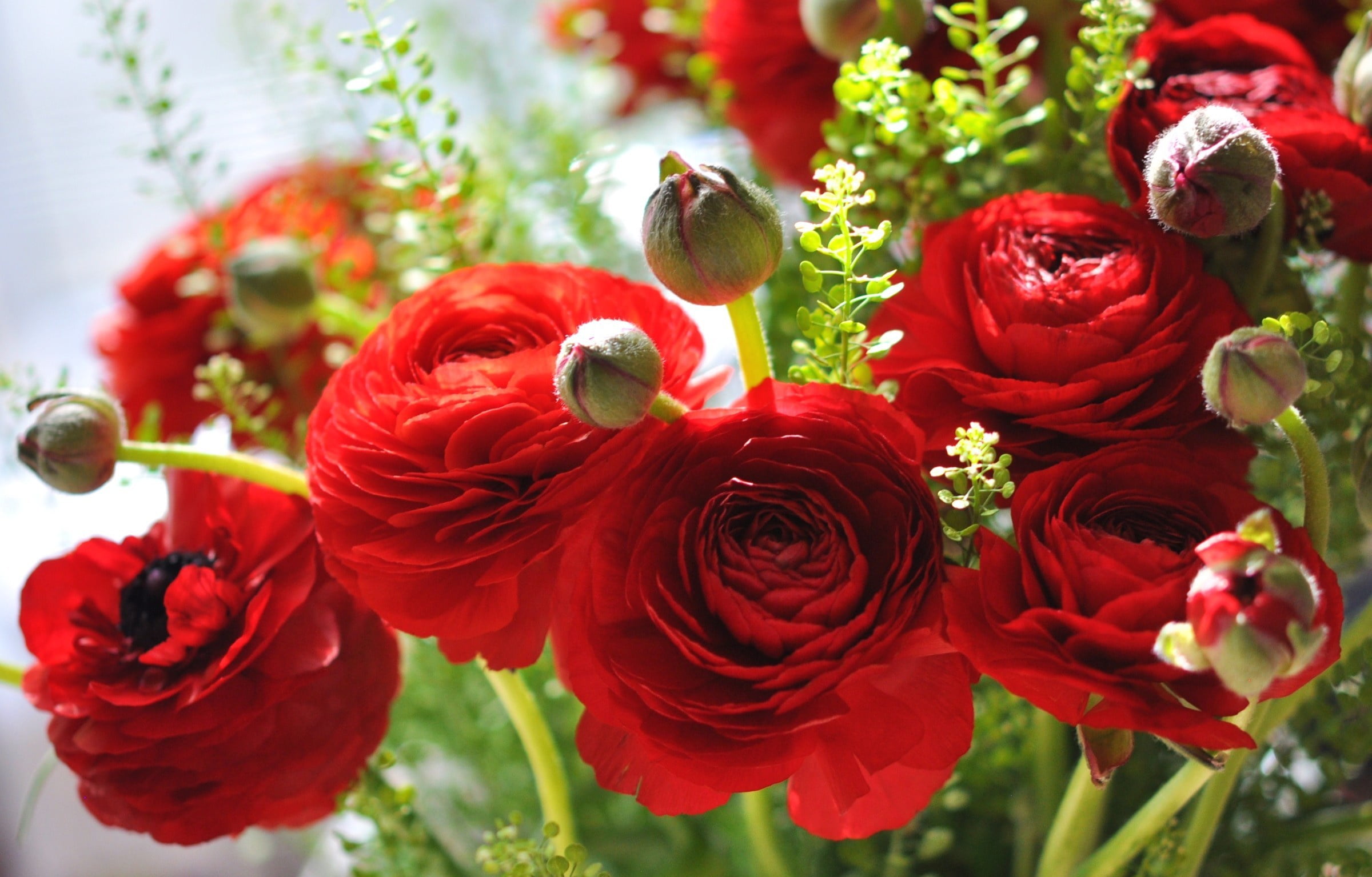 Ranunculus, flowers, petals, Asian Buttercup, 1080P, red, buds, HD Wallpaper
