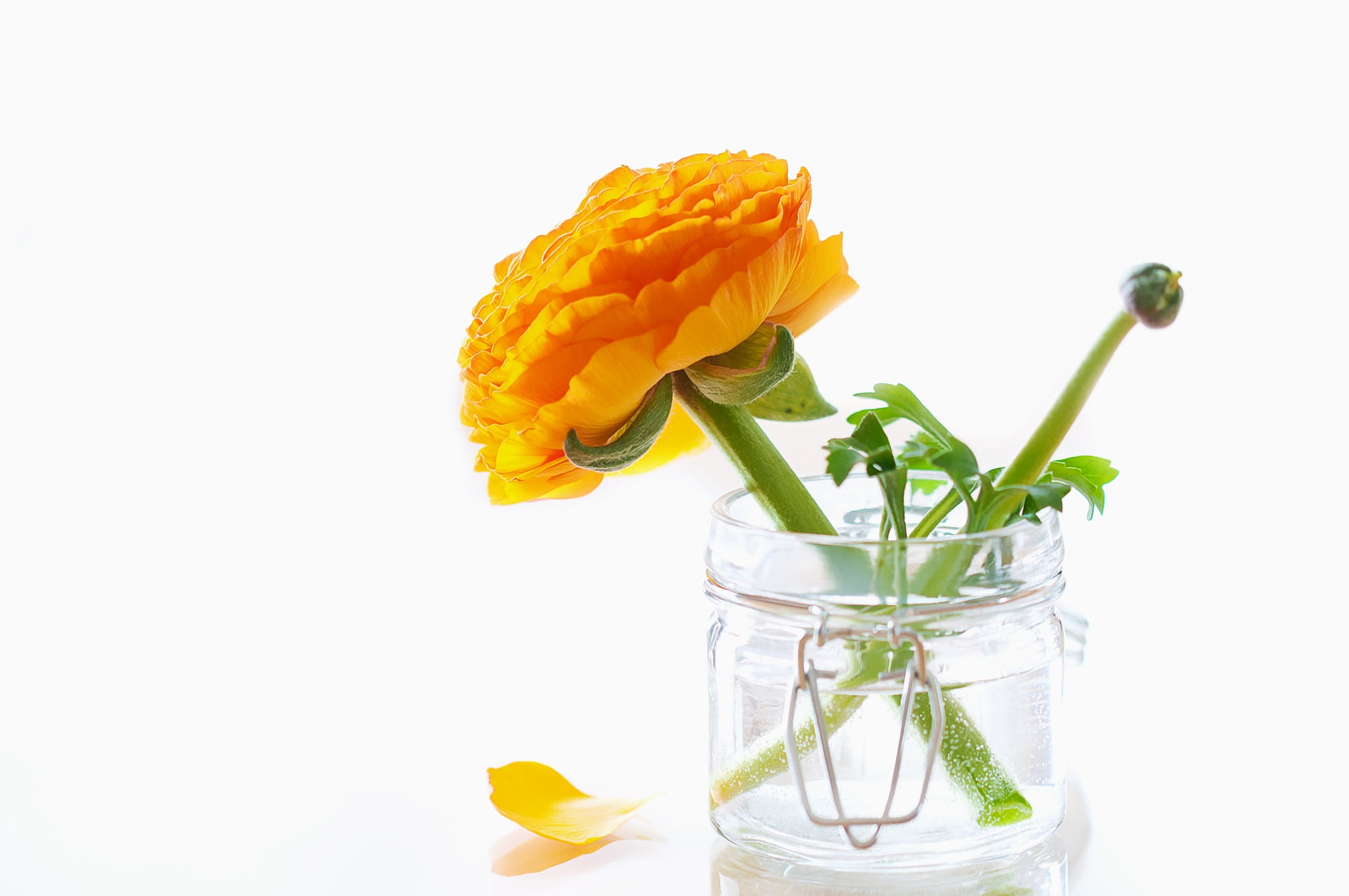 herb, jar, ranunculus, white background, food, nature, drinking glass, blossom, no people, orange flower, spring, glass - material, freshness, indoors, HD Wallpaper