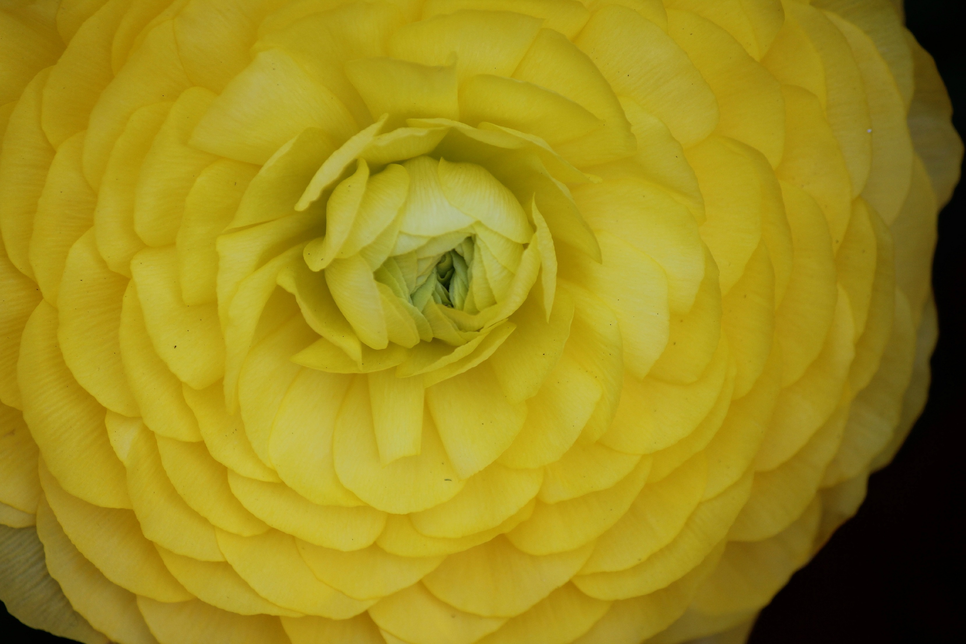 black background, vibrant, outdoors, petal, inflorescence, softness, macro, sunshine, extreme close-up, flower, no people, plant, freshness, full frame, HD Wallpaper