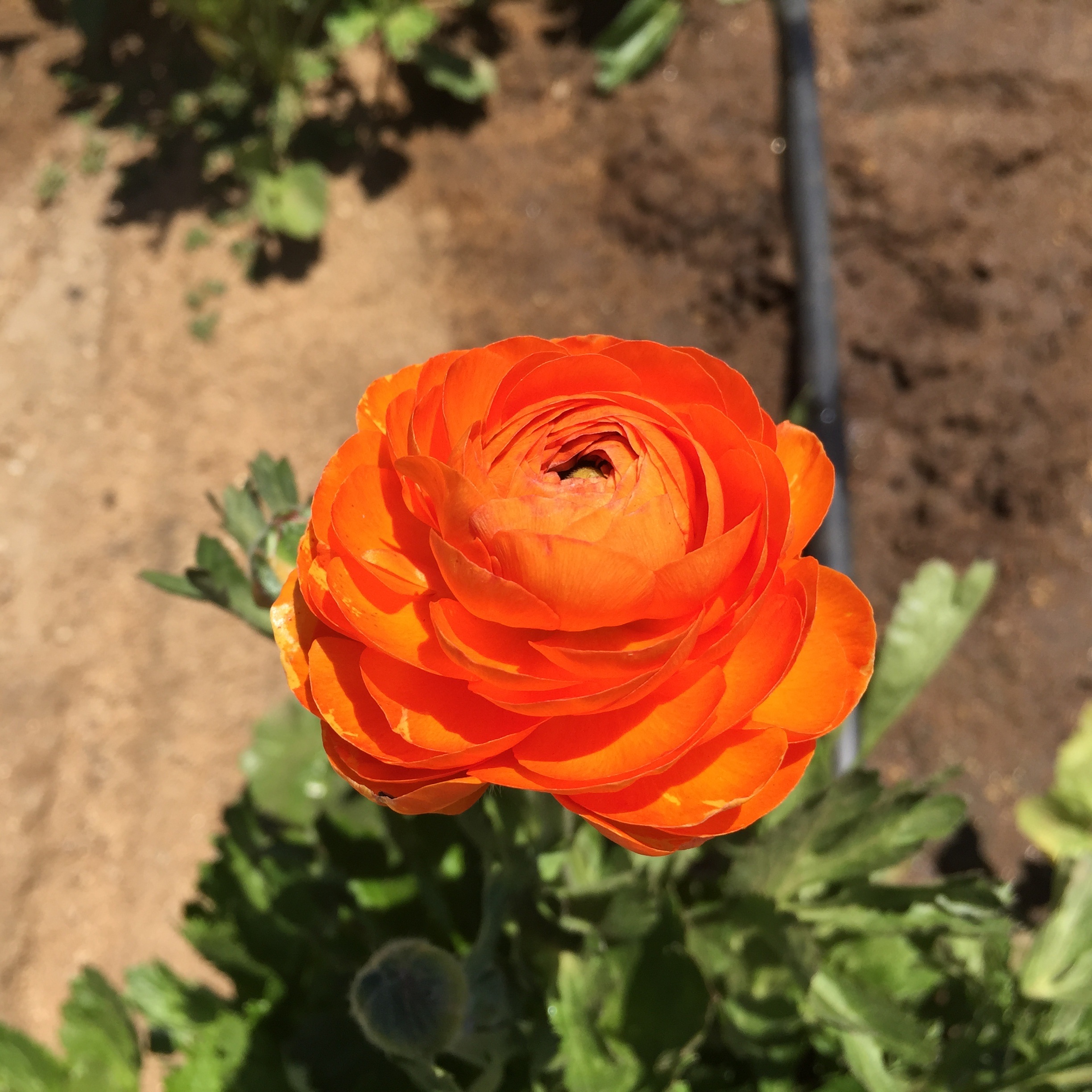 no people, orange color, ranunculus, freshness, rose, beauty in nature, day, 1080P, close-up, fragility, flower head, outdoors, vulnerability, flowering plant, Phone HD Wallpaper