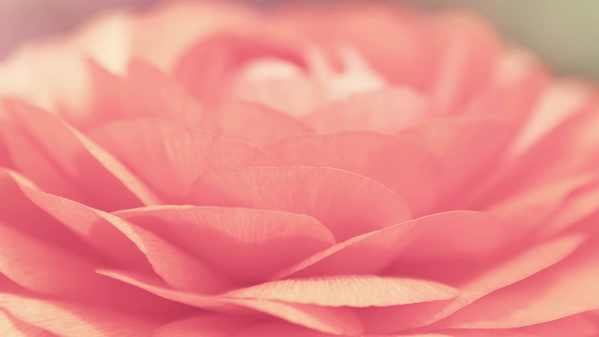 pink color, freshness, flower, flower head, flowering plant, bright, petal, beauty in nature, extreme close-up, floral pattern, pink, vulnerability, inflorescence, HD Wallpaper