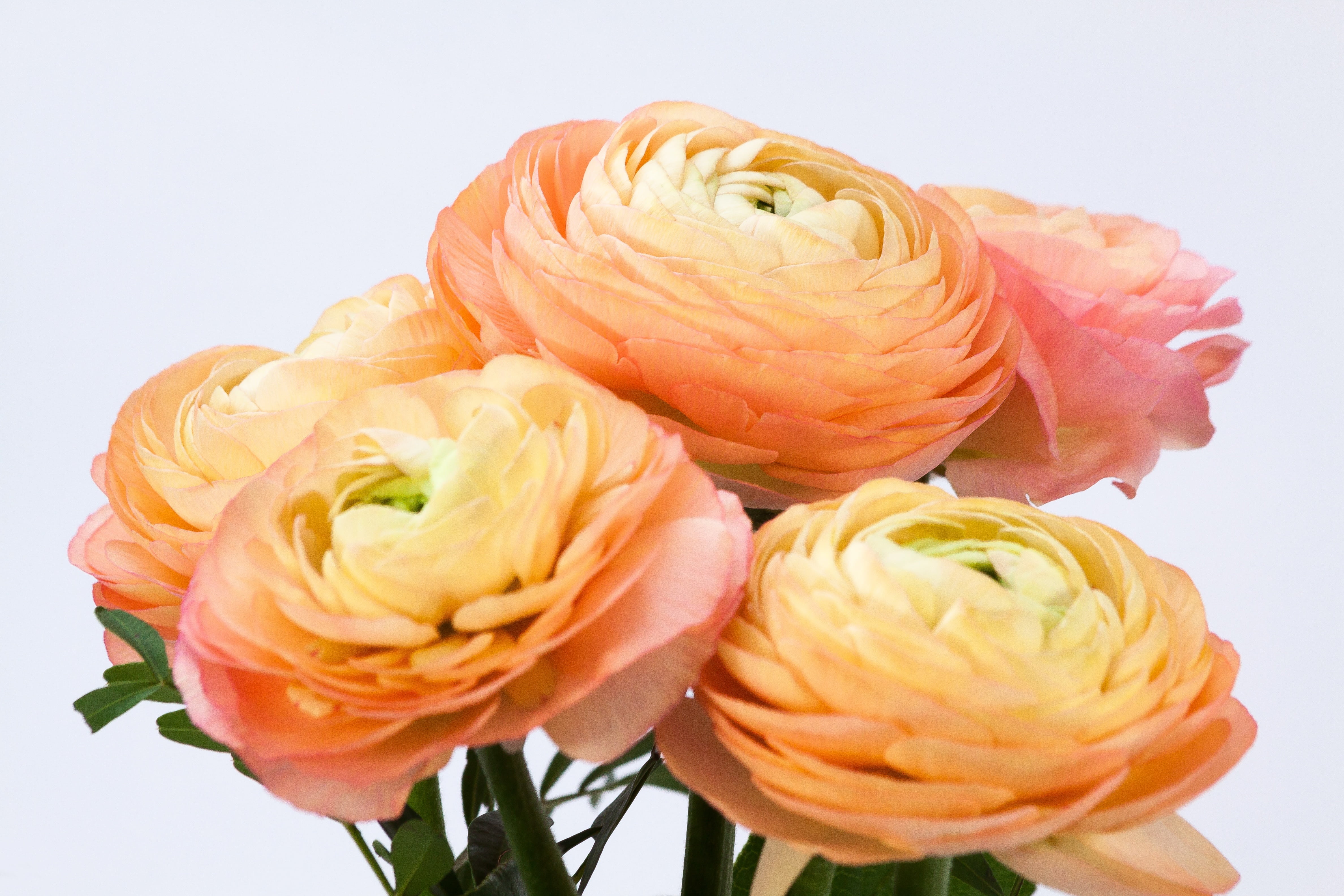 fragility, beauty in nature, flower head, indoors, bloom, flower arrangement, rose - Flower, plant, studio shot, inflorescence, hahnenfußgewächs, flowering plant, HD Wallpaper