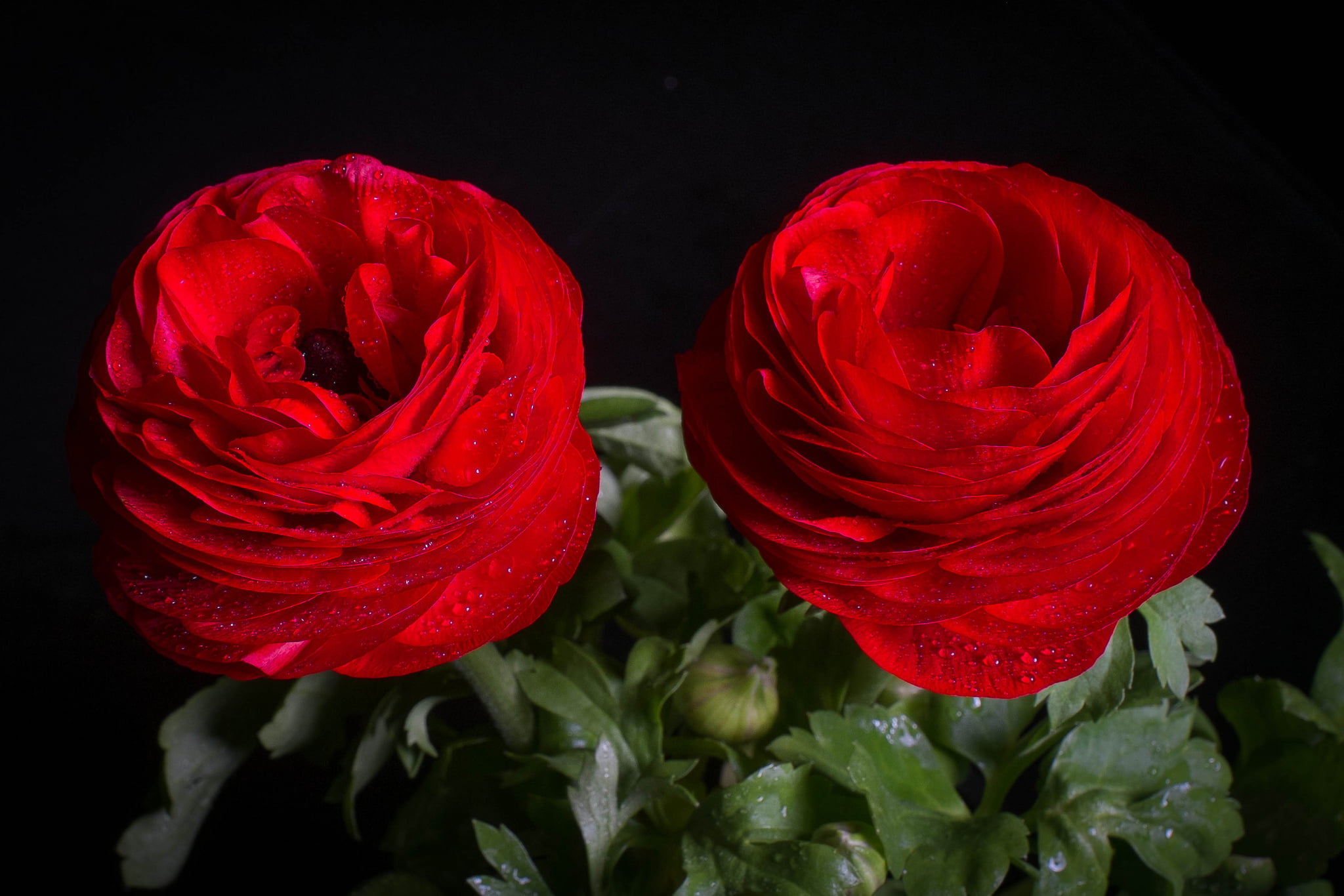 no People, Duo, freshness, flowering plant, indoors, leaf, backgrounds, 1080P, Ranunculus, plant, flower, black background, single Flower, nature, Asian Buttercup, HD Wallpaper