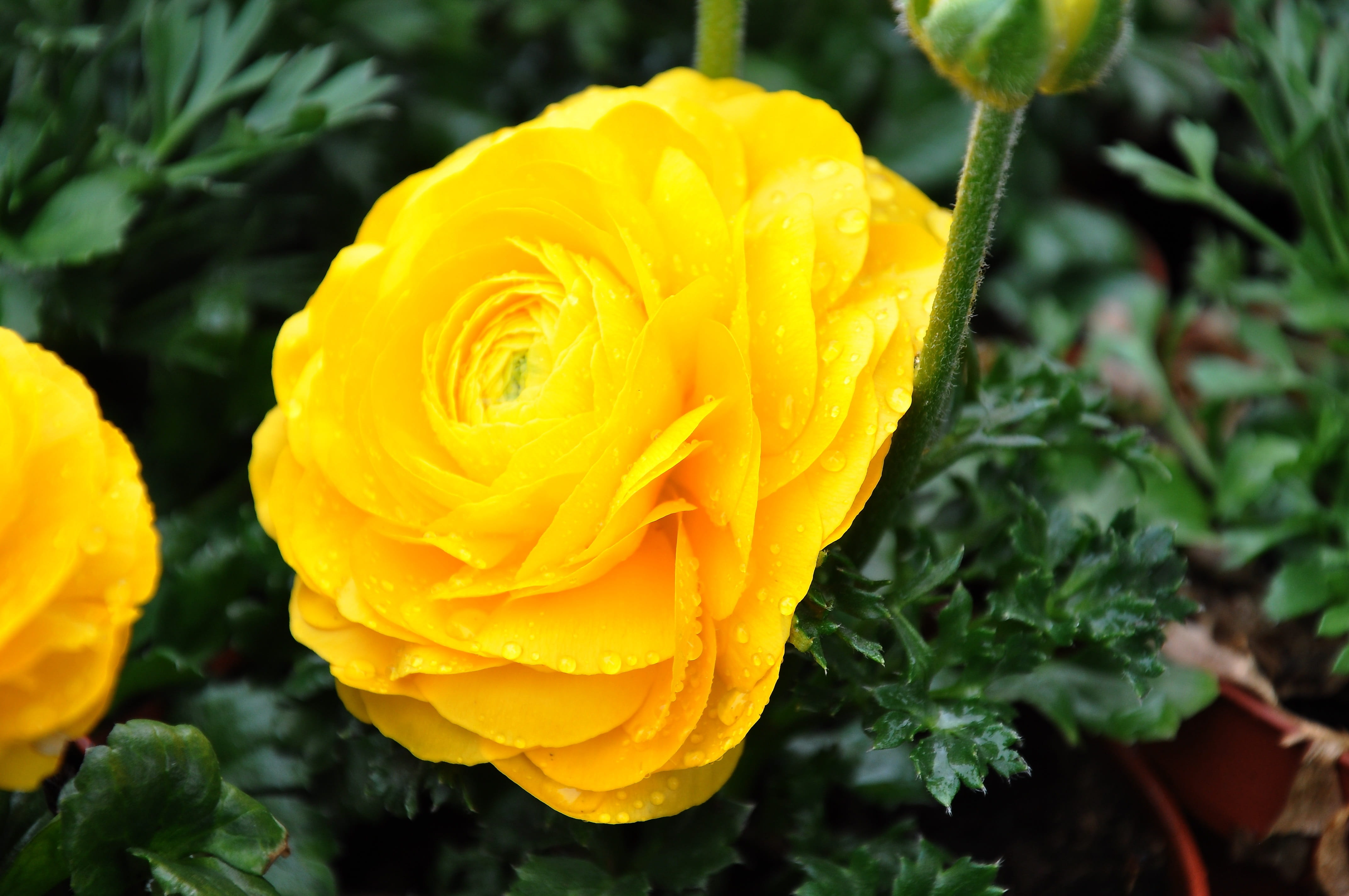 close-up, freshness, petal, Ranunculus, inflorescence, Goldilocks, rose, nature, fragility, outdoors, flowering plant, flower head, plant, focus on foreground, HD Wallpaper