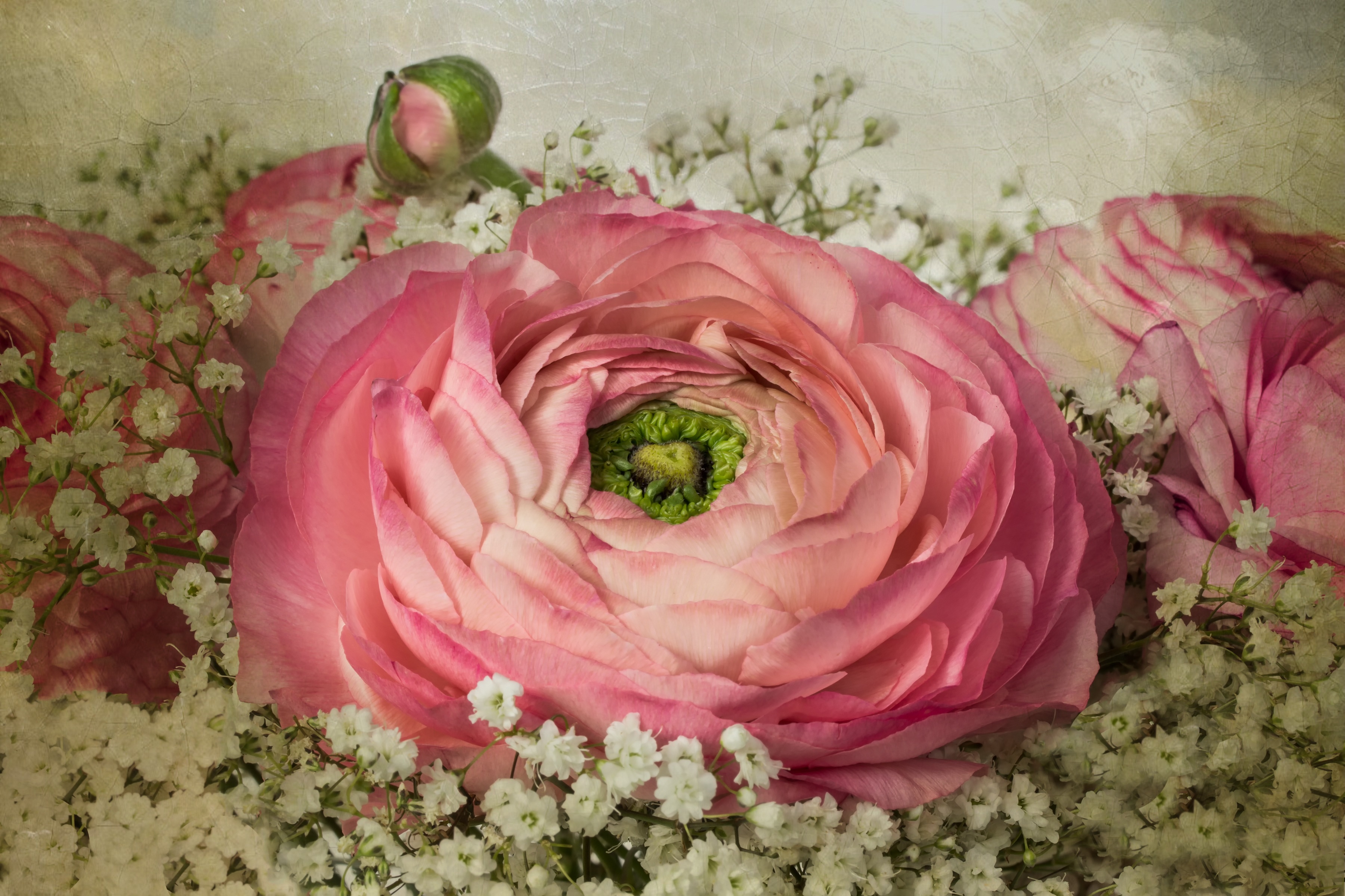 flowers, ranunkeln, indoors, growth, no people, nature, flower arrangement, close-up, flower head, breath, vulnerability, petal, flowering plant, rose, HD Wallpaper