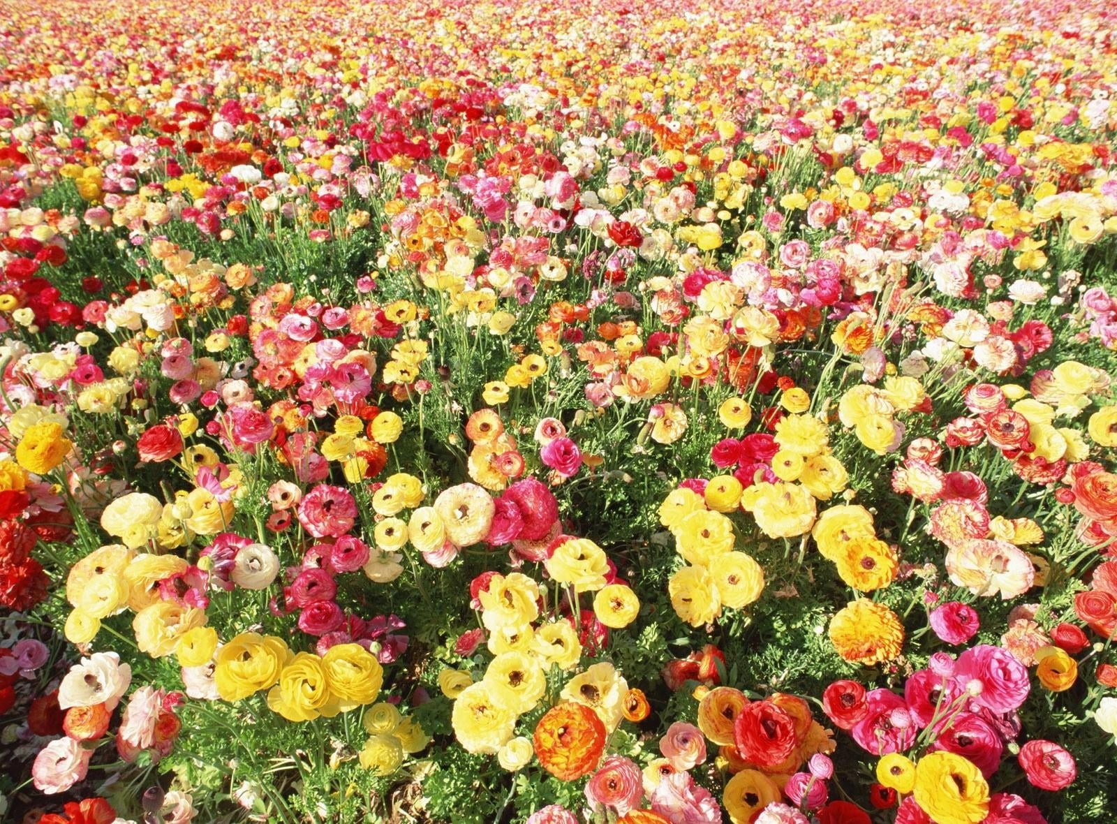 multi colored, flower arrangement, variation, backgrounds, beauty in nature, gardening, abundance, high angle view, nature, growth, flower head, no people, HD Wallpaper