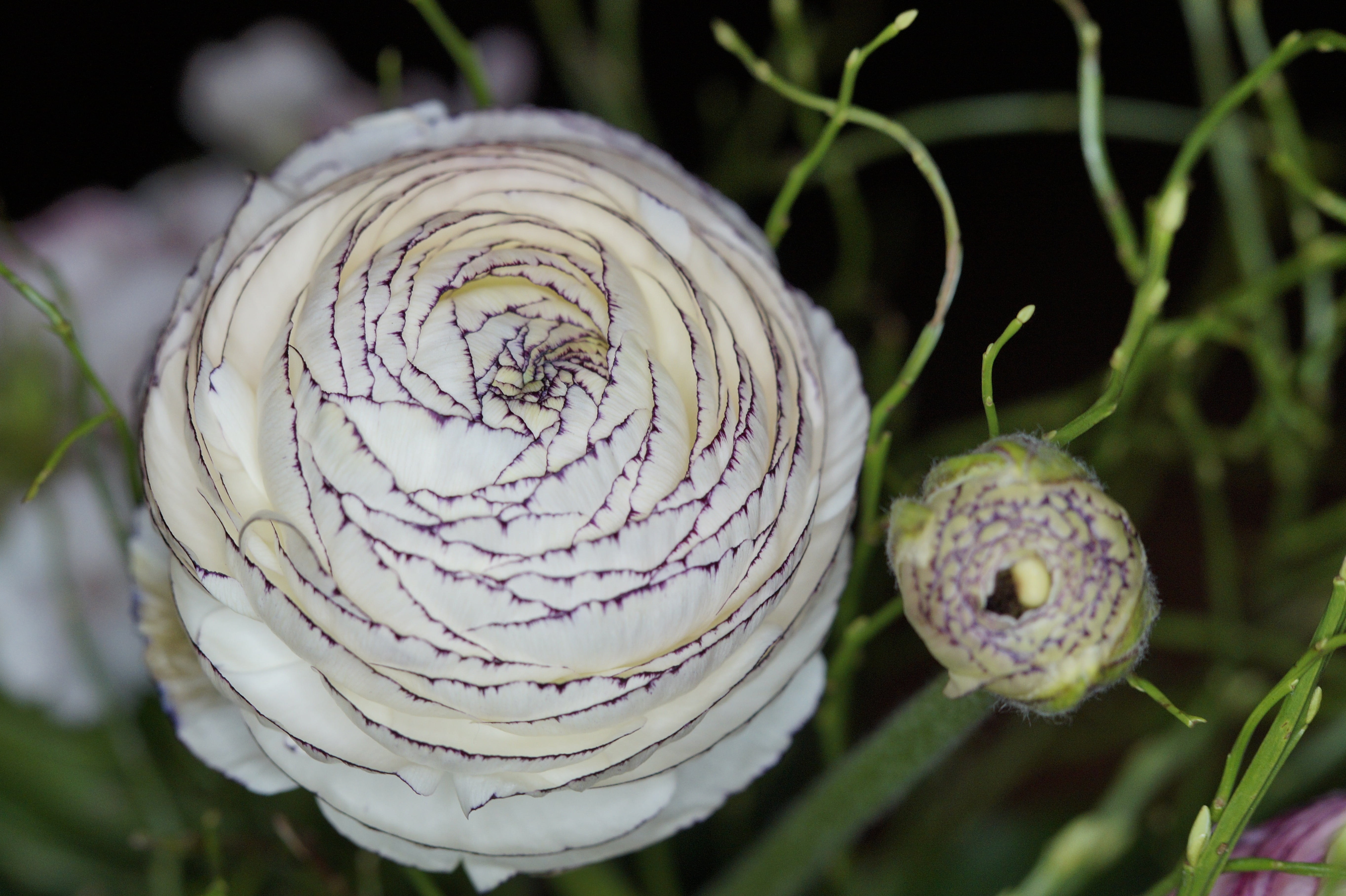 purple, freshness, plant, food and drink, growth, green color, flower, beauty in nature, close-up, selective focus, day, flowering plant, ranunculus, bouquet, HD Wallpaper