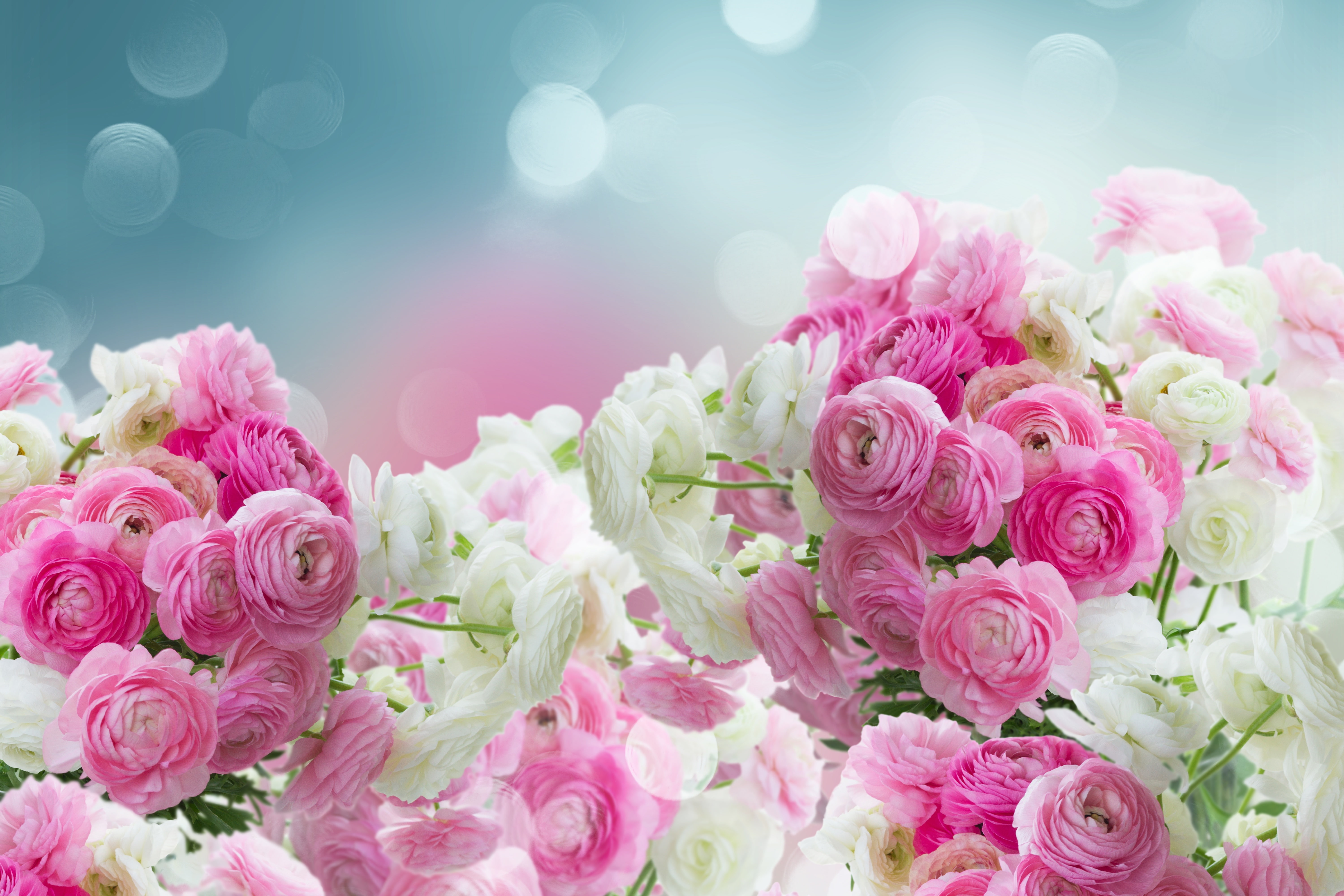 pink flowers, ranunculus, buttercups, white, beautiful, 5K, flowers, pink, HD Wallpaper
