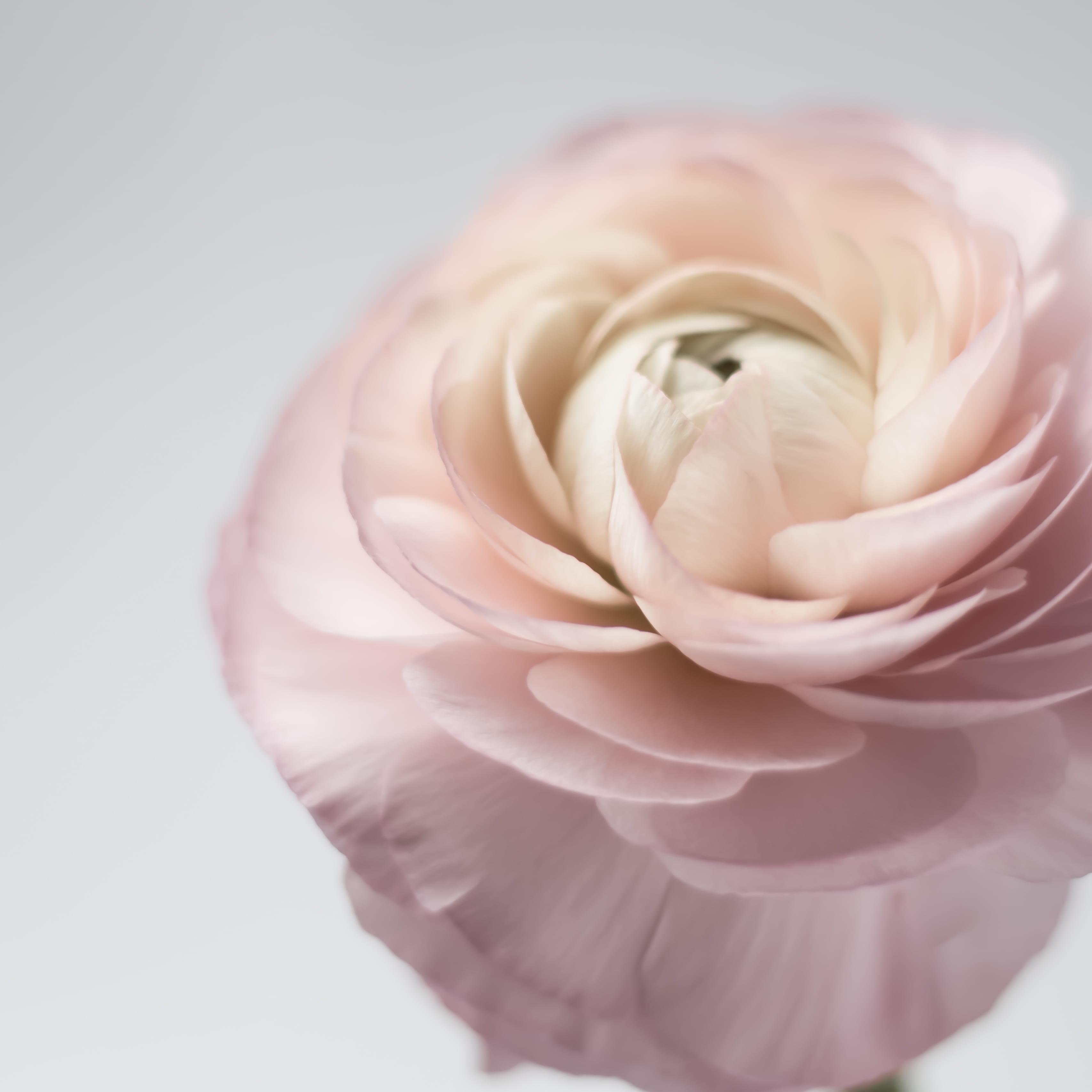 close, flower, rose, flowering plant, petal, close-up, white color, inflorescence, ranunculu, fragility, petals, white, pink, studio shot, no people, beauty in nature, Phone HD Wallpaper