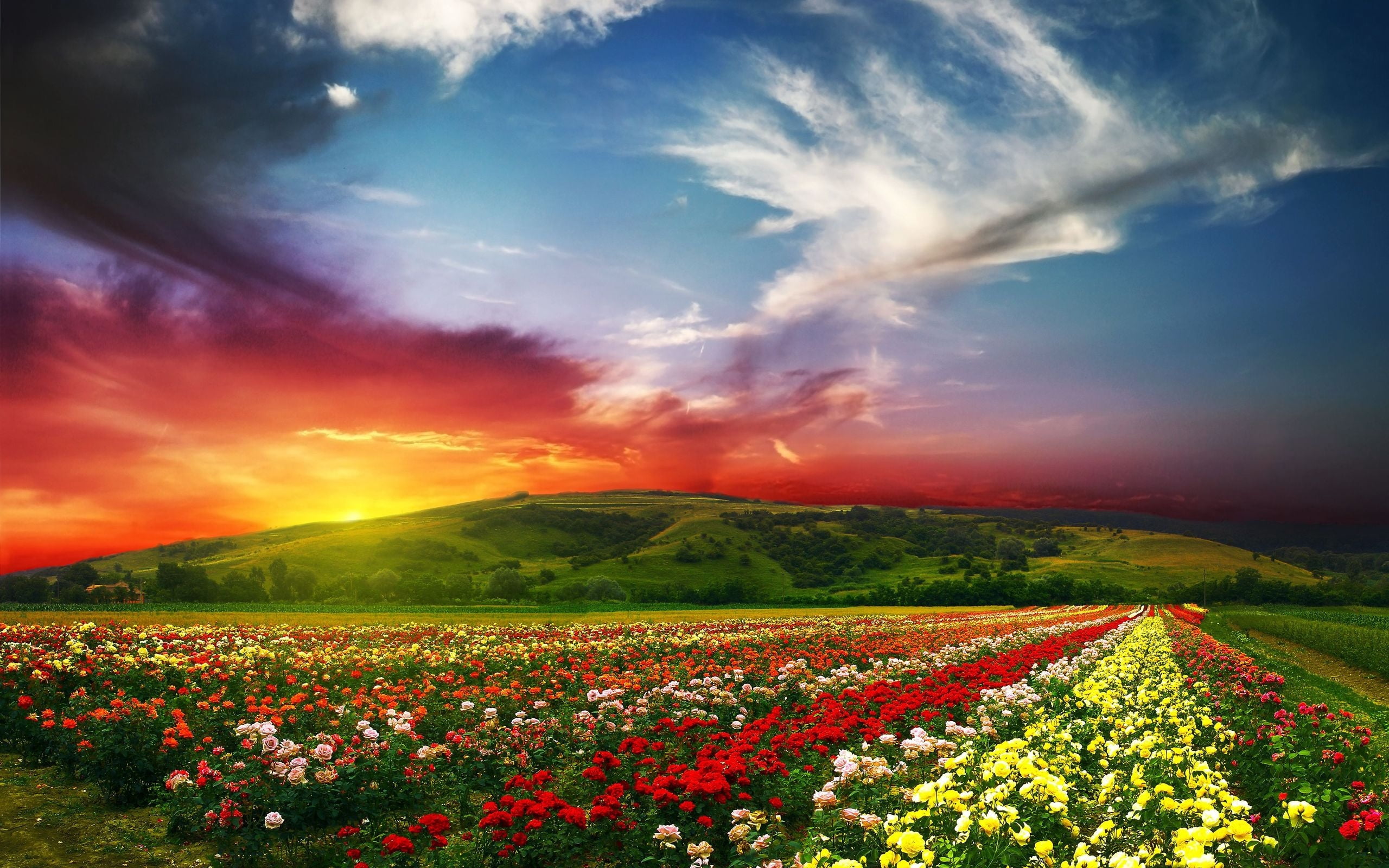 springtime, meadow, field, growth, color, outdoors, europe, sunbeam, landscaped, petaled, yellow, sunflower, cloud - Sky, freshness, ranunculus, petal, HD Wallpaper
